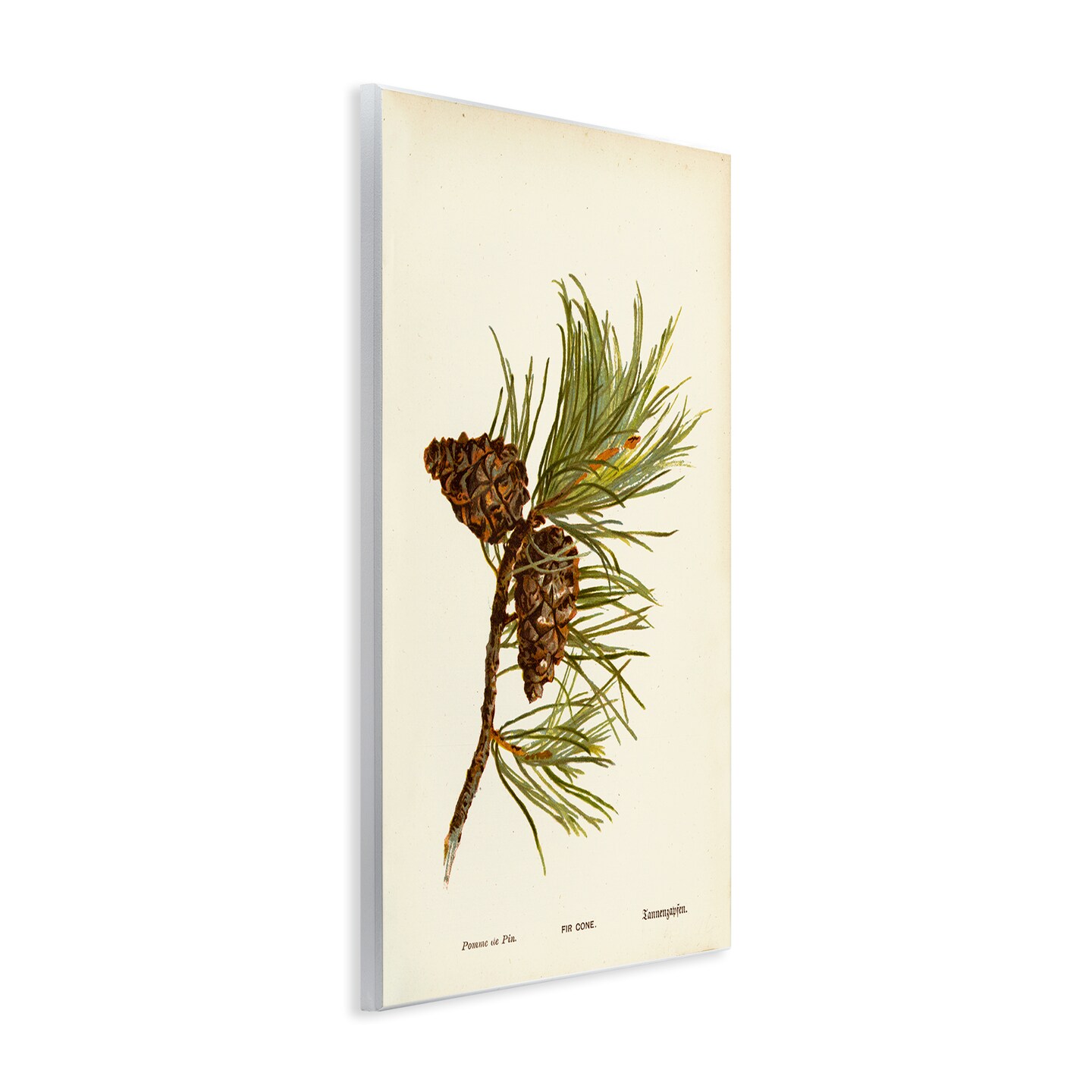 Stupell Industries Fir Tree Cones Wall Plaque Art Design by Tina Higgins Designs, Inc.