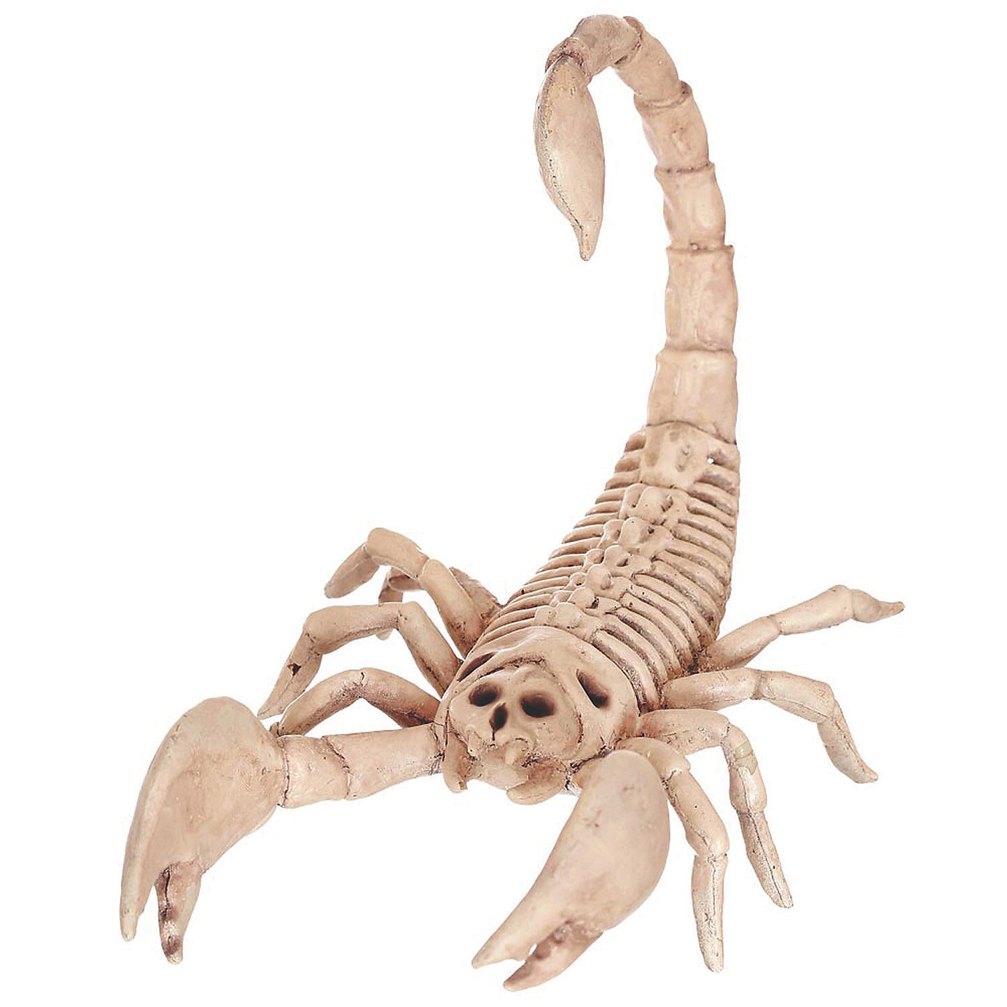 Mini Scorpion Skeleton 9 Inch Decoration
