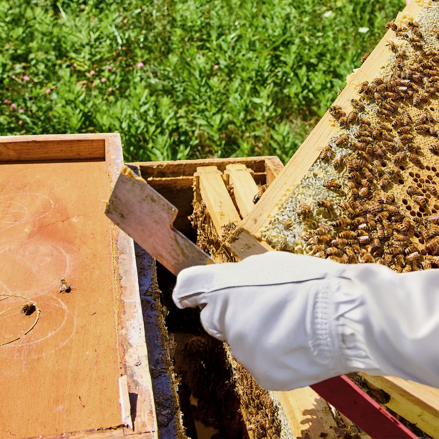 Honey Keeper 2-Pack Stainless Steel J Hook Bee Hive Tool, 10-1/2 inch Frame Lifter and Scraper, Beekeeping Equipment