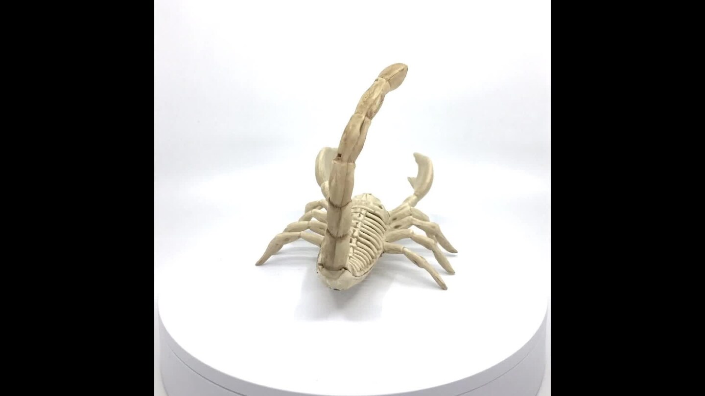Realistic Skeleton Scorpion with Durable Injection Plastic 9 Inches Long