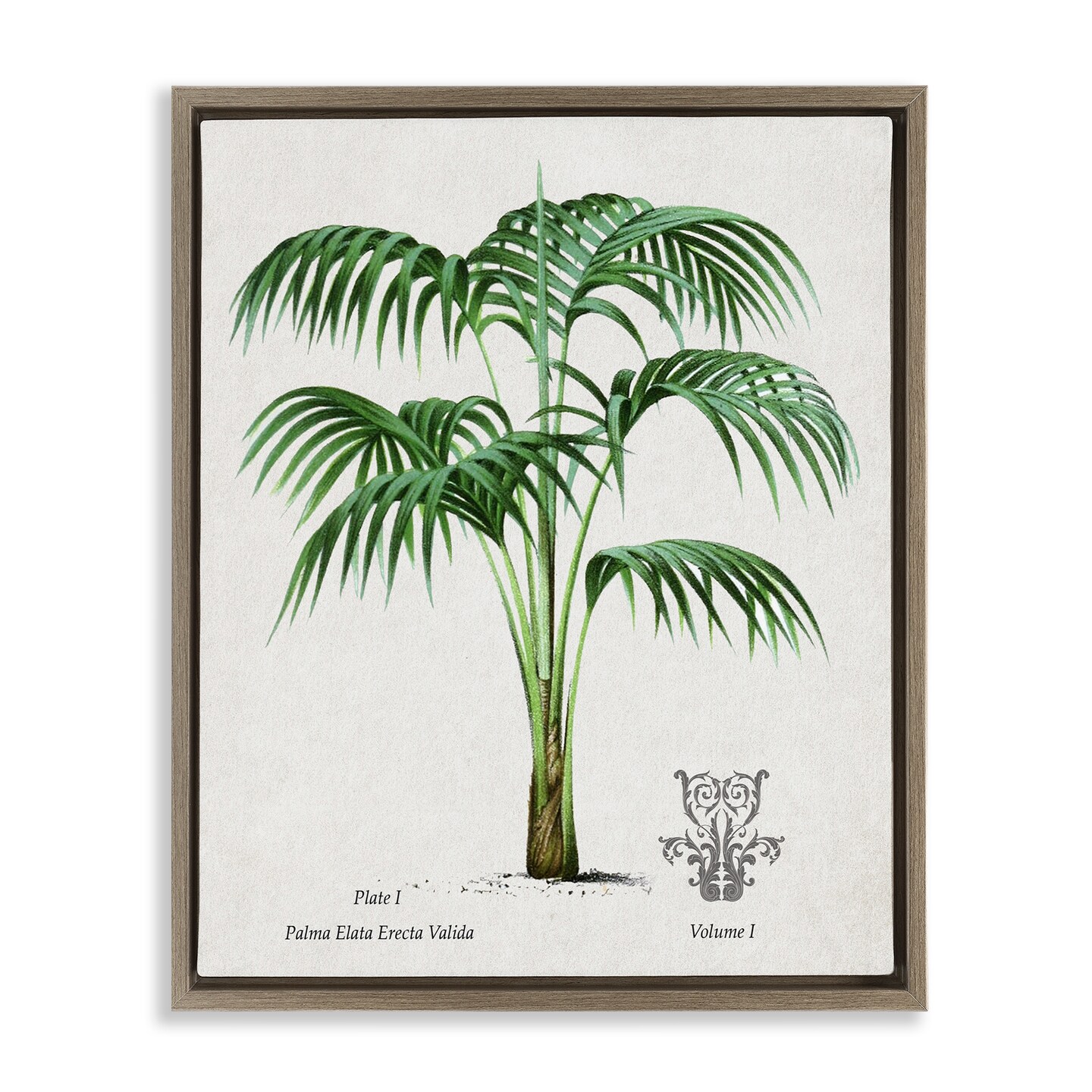 Stupell Industries Vintage Palm Illustration Floating Frame, design by Val Rhodes