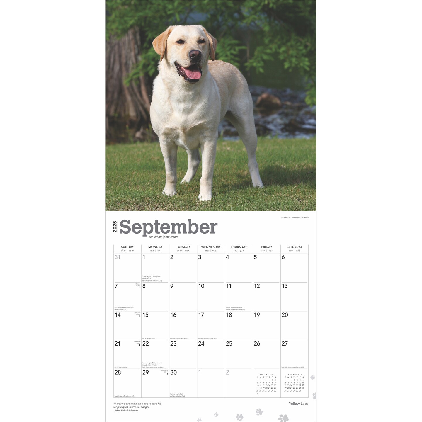 Yellow Labrador Retrievers | 2025 12 x 24 Inch Monthly Square Wall Calendar | Plastic-Free | BrownTrout | Animals Dog Breeds