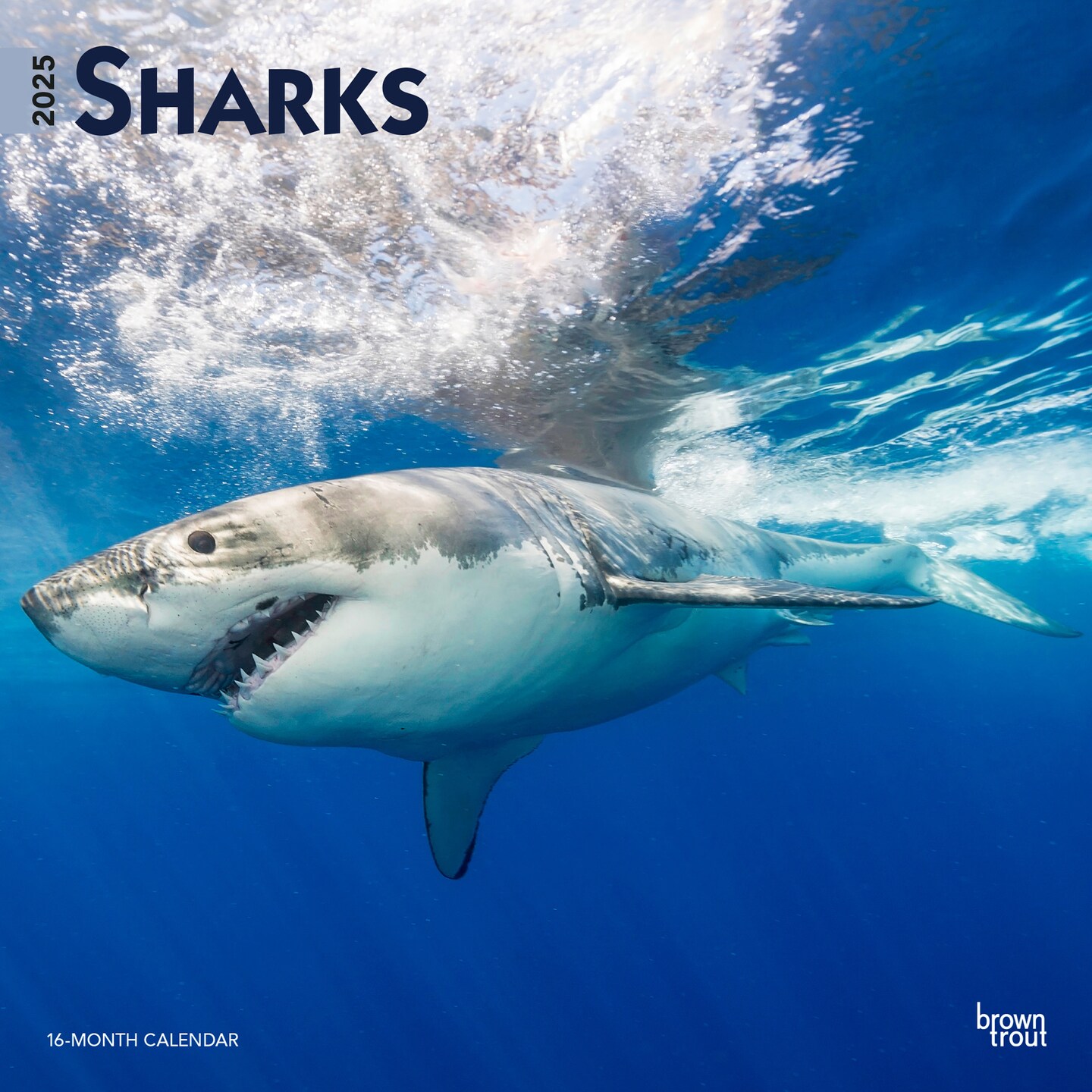 Sharks | 2025 12 x 24 Inch Monthly Square Wall Calendar | Plastic-Free | BrownTrout | Wildlife Marine Animals Fish