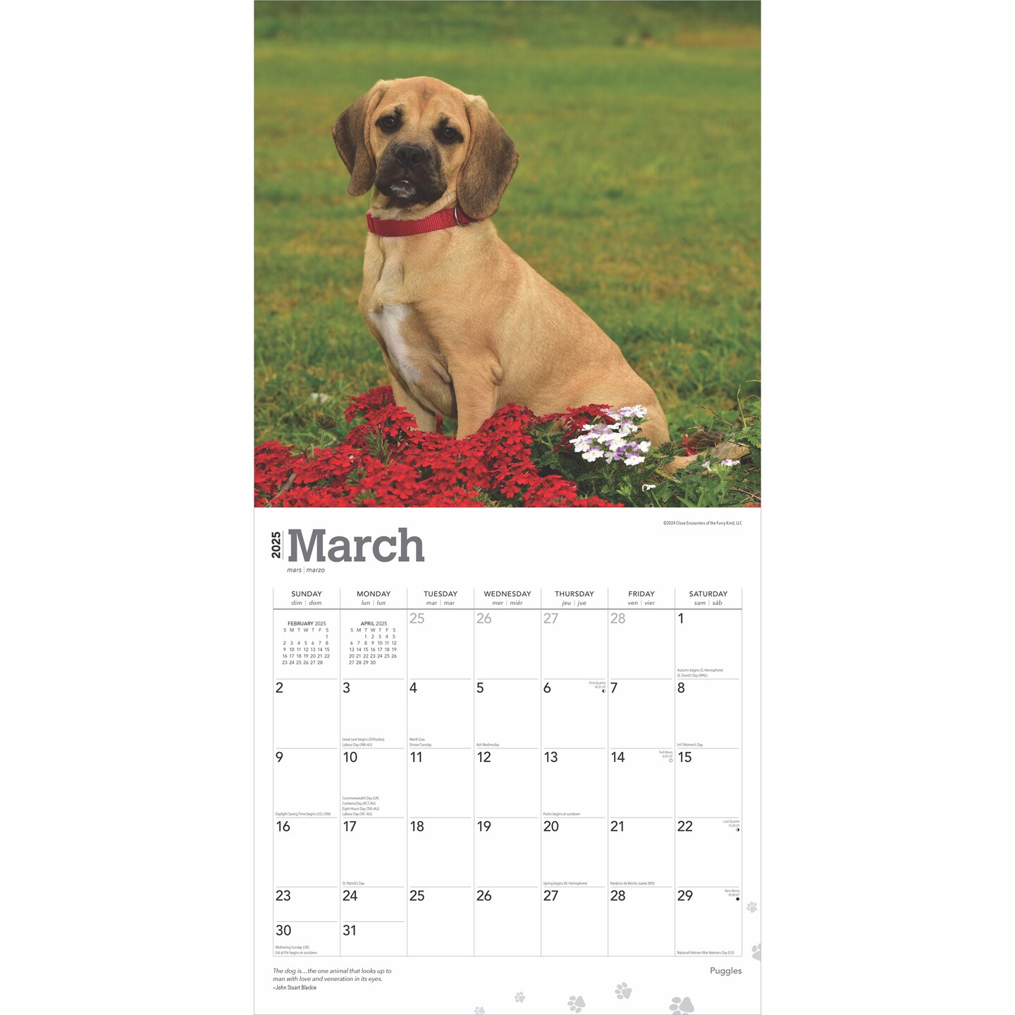 Puggles | 2025 12 x 24 Inch Monthly Square Wall Calendar | Plastic-Free | BrownTrout | Animals Mixed Dog Breeds