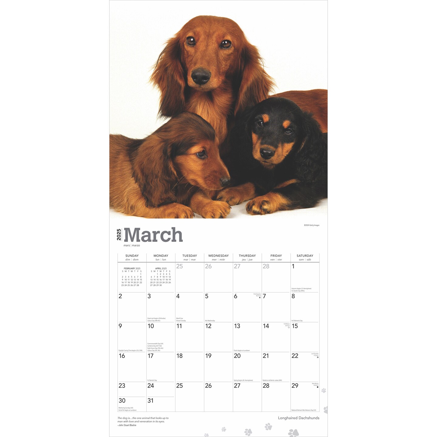 Longhaired Dachshunds | 2025 12 x 24 Inch Monthly Square Wall Calendar | Plastic-Free | BrownTrout | Animals Small Dog Breeds
