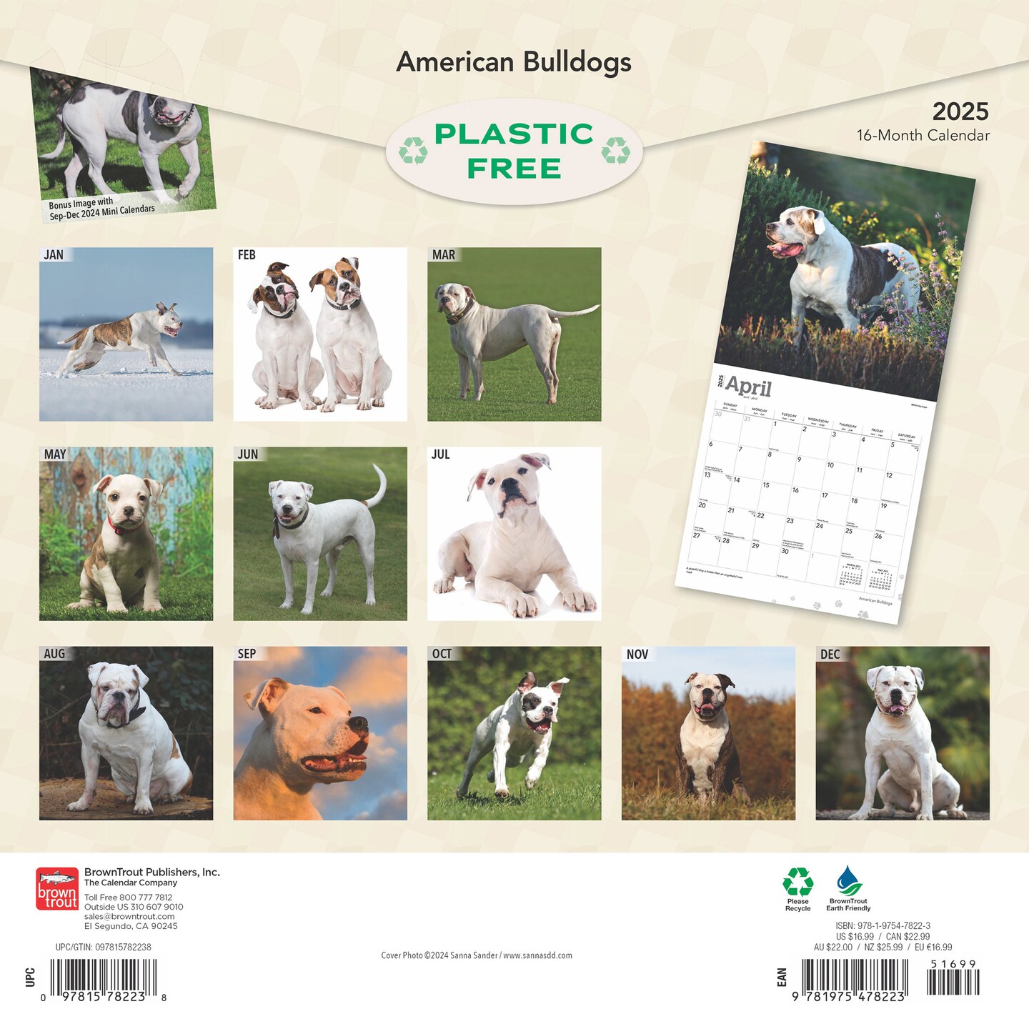American Bulldogs | 2025 12 x 24 Inch Monthly Square Wall Calendar | Plastic-Free | BrownTrout | Animals Dog Breeds