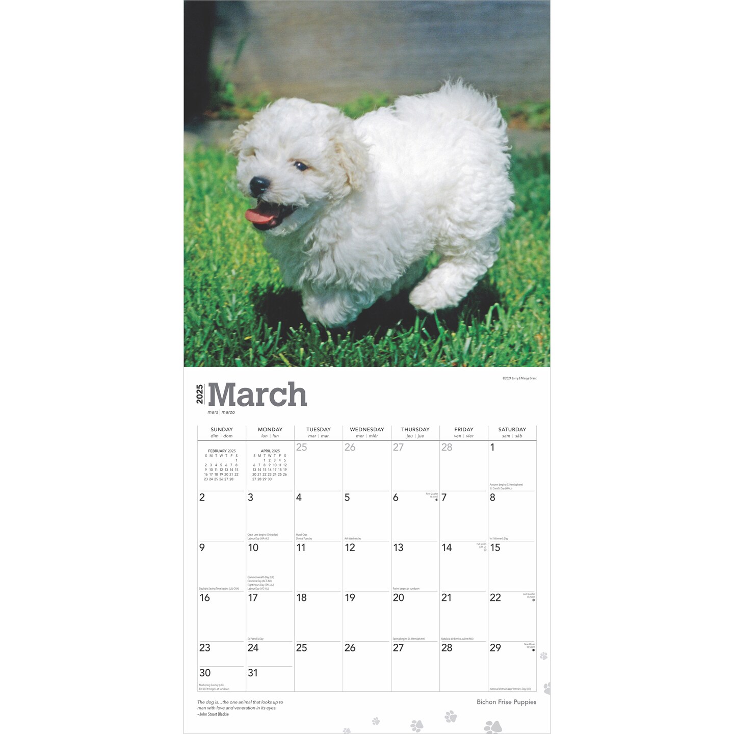 Bichon Frise Puppies | 2025 12 x 24 Inch Monthly Square Wall Calendar | Plastic-Free | BrownTrout | Animals Dog Breeds Puppy