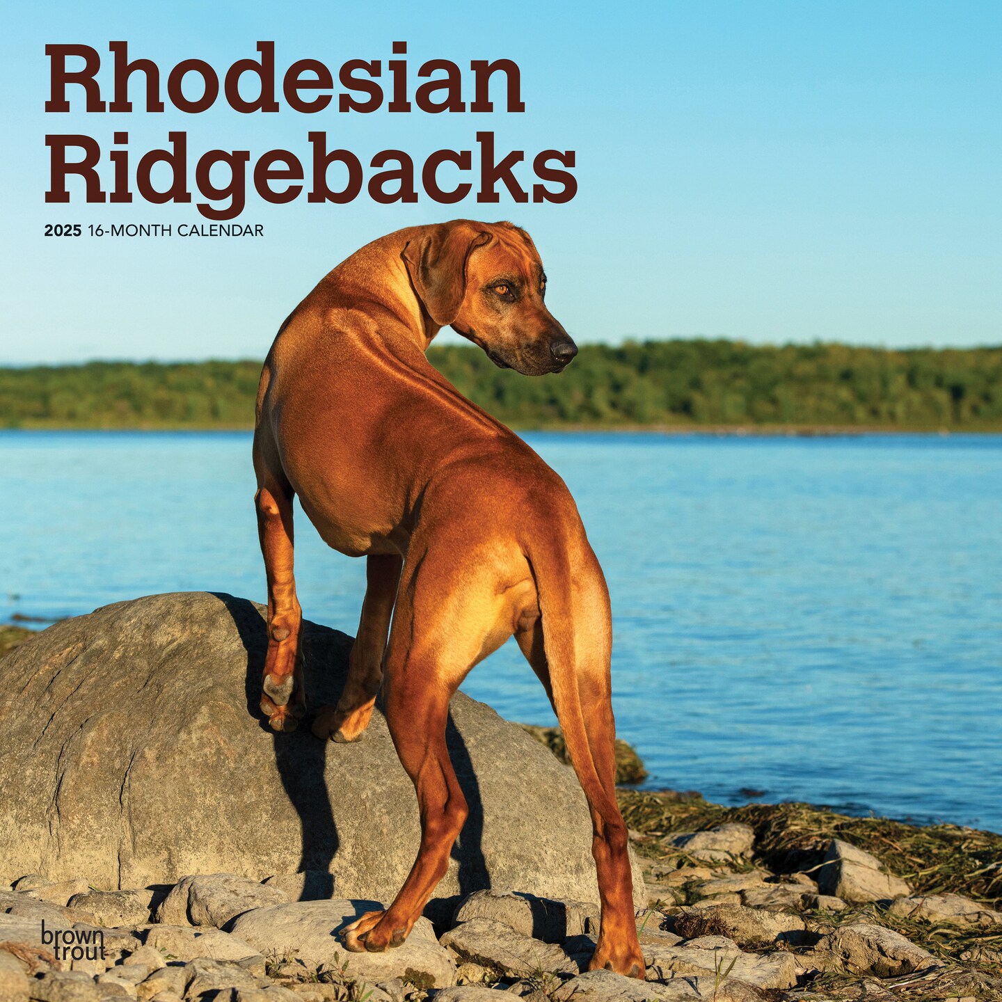 Rhodesian Ridgebacks | 2025 12 x 24 Inch Monthly Square Wall Calendar | Plastic-Free | BrownTrout | Animals Dog Breeds