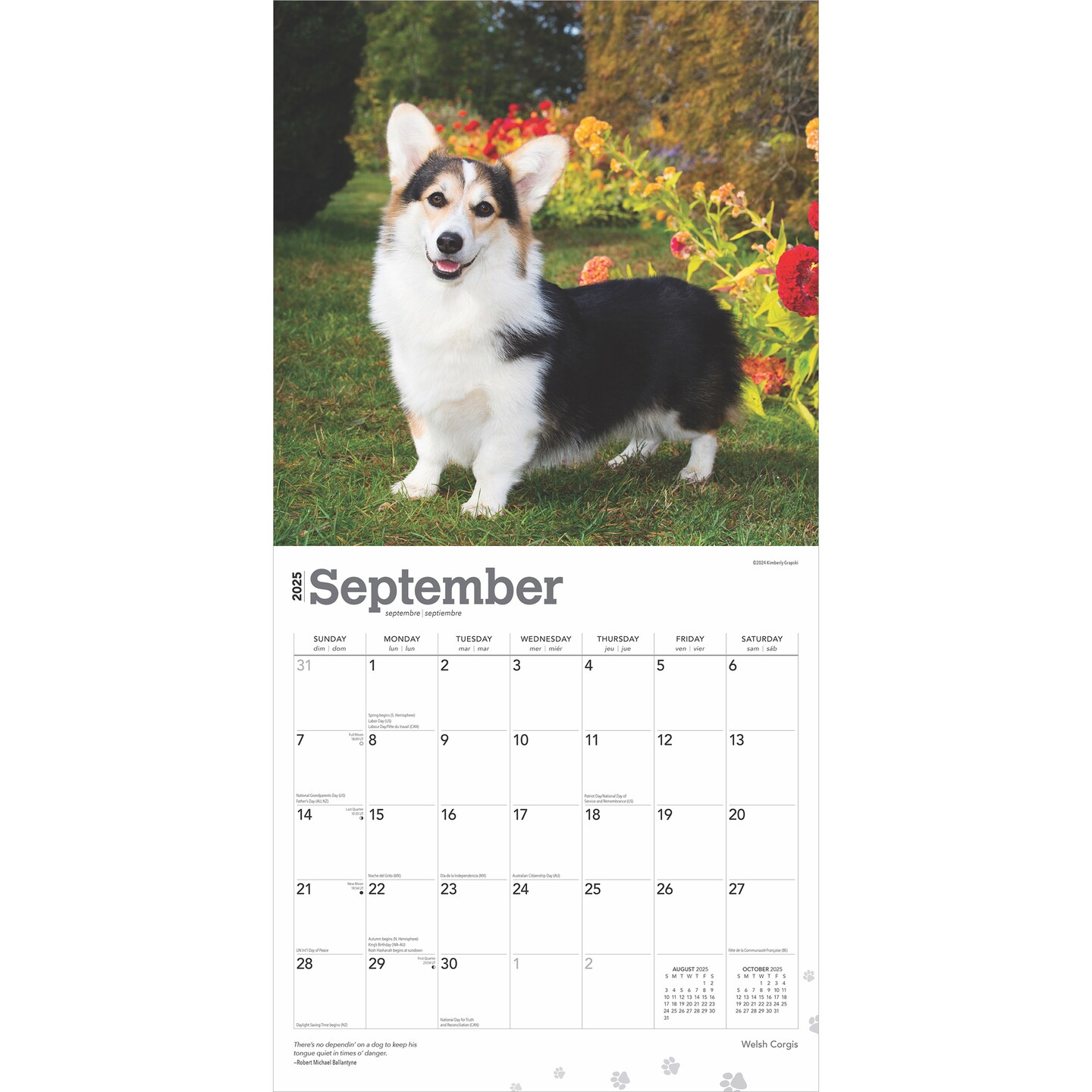 Welsh Corgis | 2025 12 x 24 Inch Monthly Square Wall Calendar | Plastic-Free | BrownTrout | Animals Dog Breeds