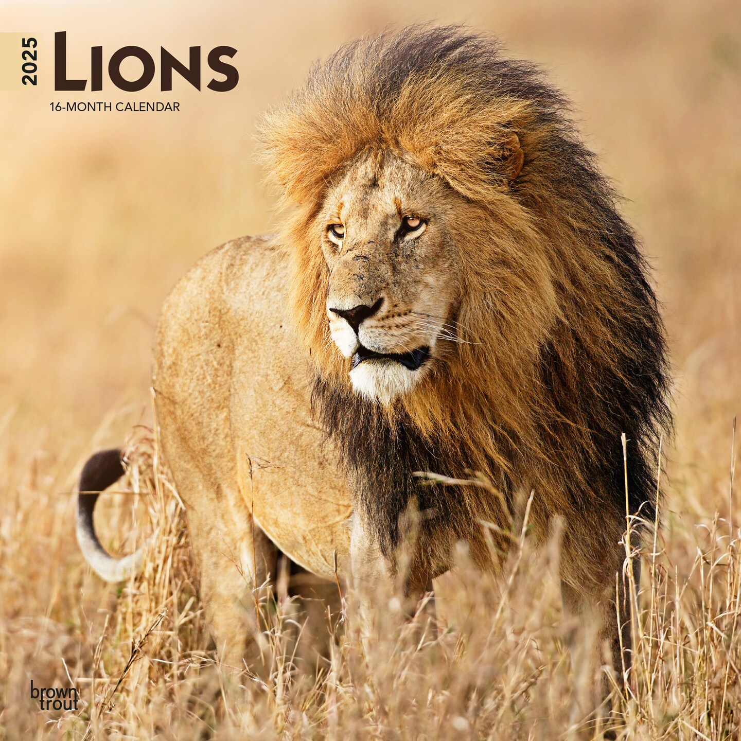 Lions | 2025 12 x 24 Inch Monthly Square Wall Calendar | Plastic-Free | BrownTrout | Animals Wildlife
