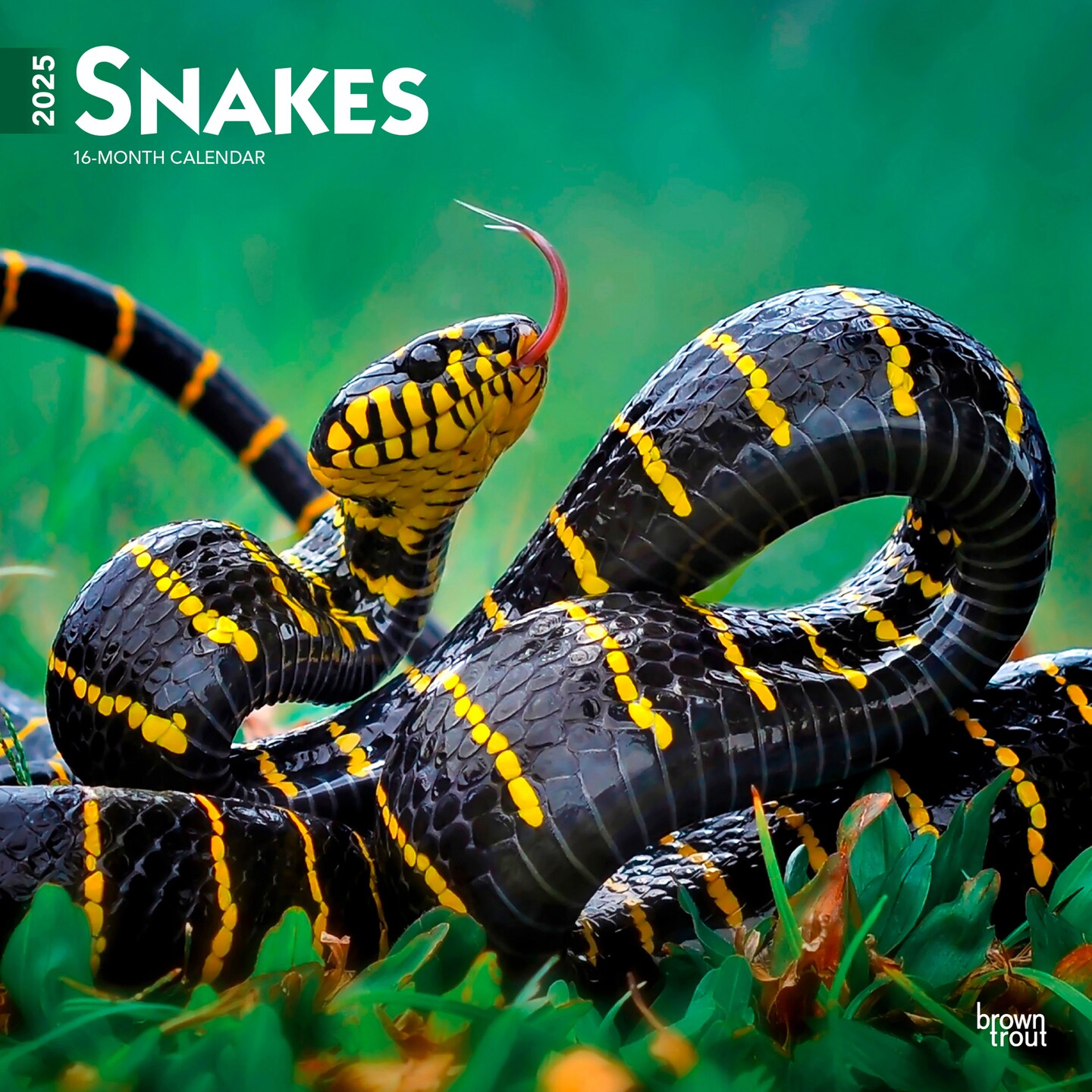 Snakes | 2025 12 x 24 Inch Monthly Square Wall Calendar | Plastic-Free | BrownTrout | Animals Nature Wildlife