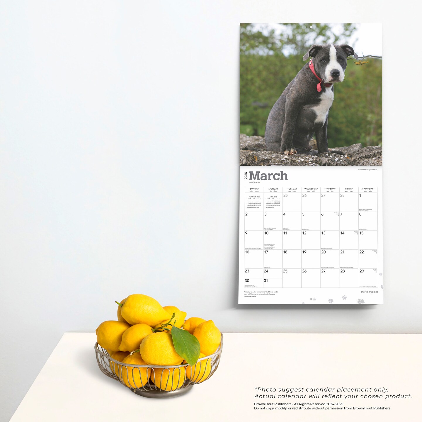 Staffordshire Bull Terriers Puppies | 2025 12 x 24 Inch Monthly Square Wall Calendar | Plastic-Free | BrownTrout | Staffies Dog Breeds