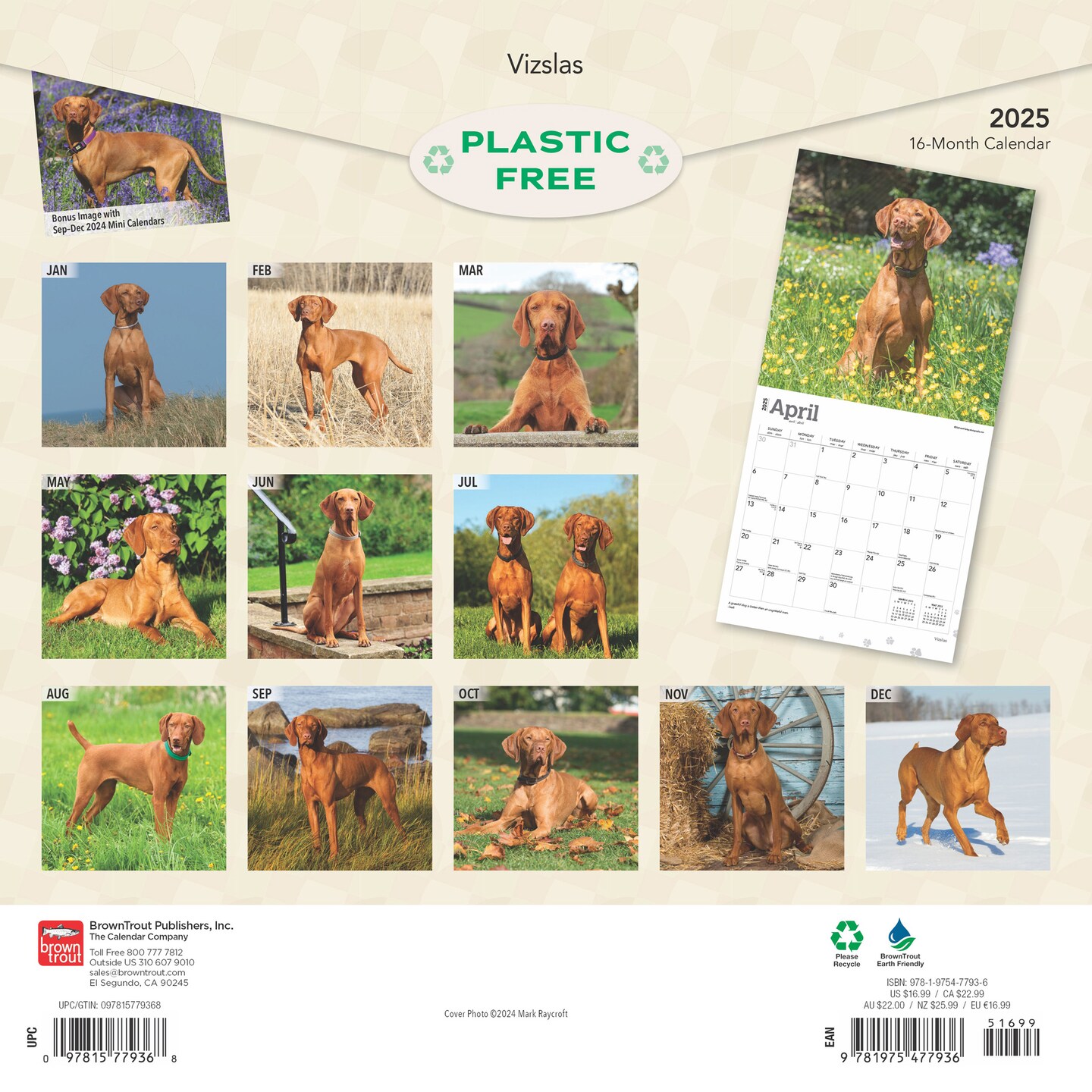Vizslas | 2025 12 x 24 Inch Monthly Square Wall Calendar | Plastic-Free | BrownTrout | Animals Dog Breeds