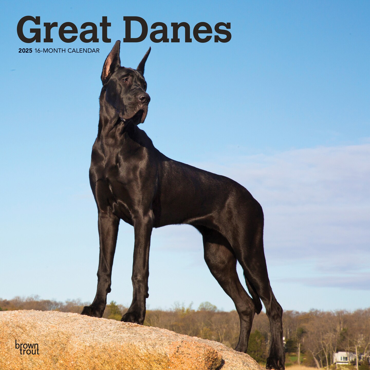 Great Danes | 2025 12 x 24 Inch Monthly Square Wall Calendar | Plastic-Free | BrownTrout | Animals Dog Breeds