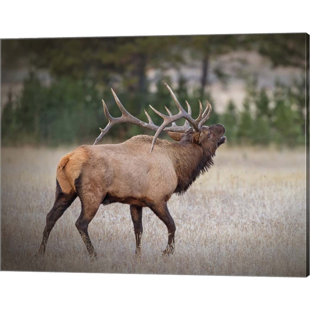 Bull Elk by Larry McFerrin 20&#x22; x 16&#x22; Canvas Wall Art