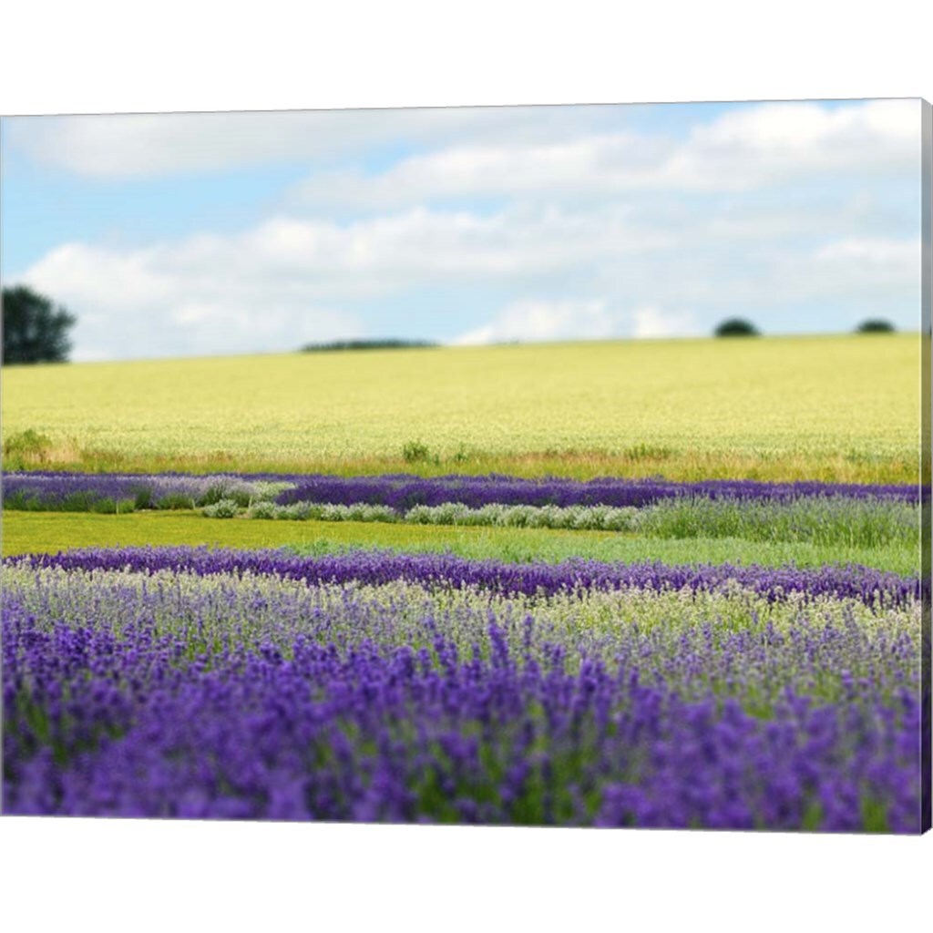 English Lavender Field 2 by Toula Mavridou-Messer 20&#x22; x 16&#x22; Canvas Wall Art