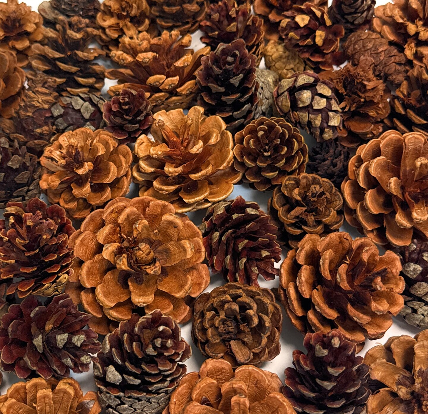 Cinnamon Scented Pinecones Variety 1 lb for Decorating, Over 40 Small Cinnamon Pine Cones for Crafts and Vase Filler Cinnamon Fragrance Pine Cones