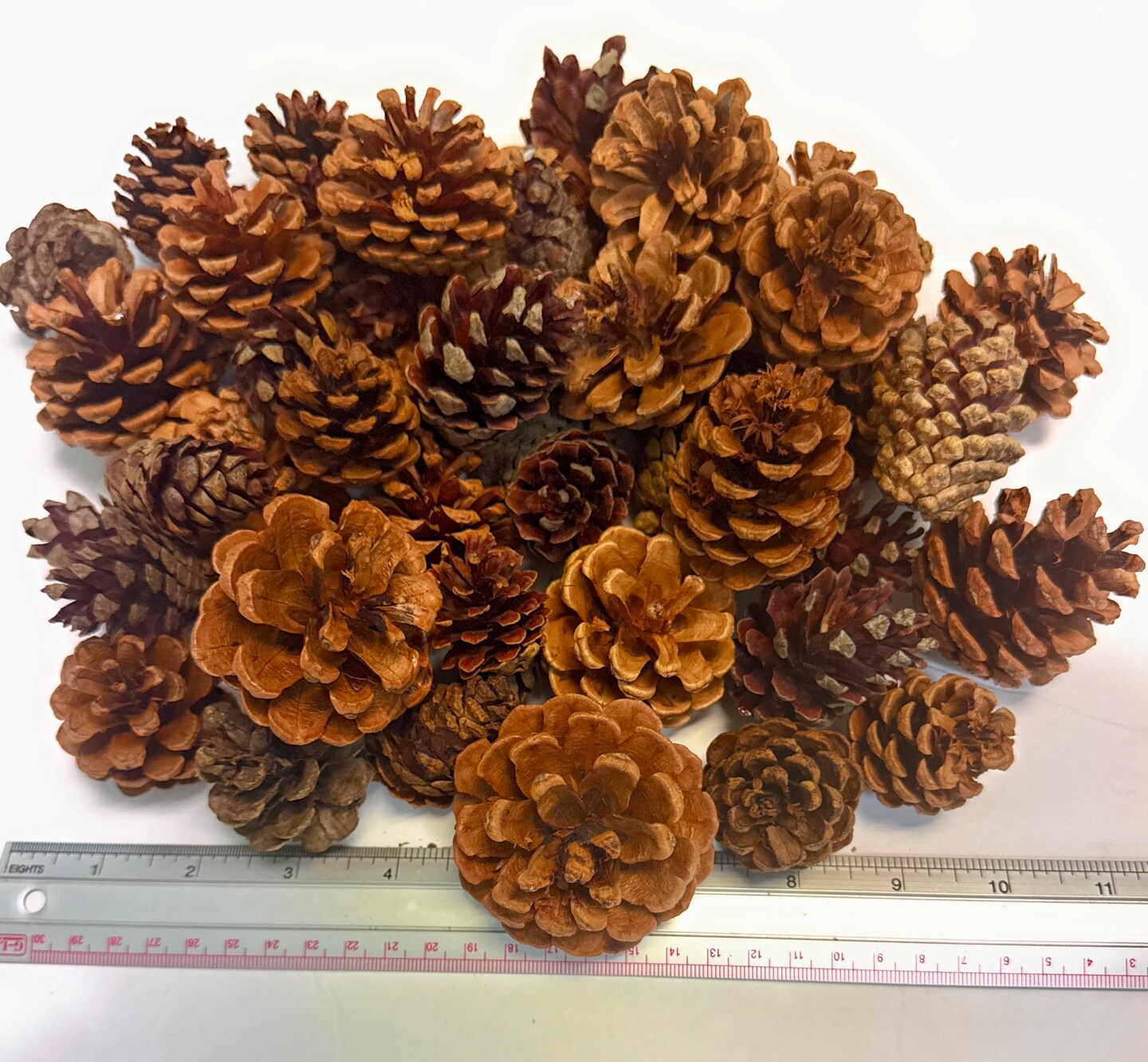 Cinnamon Scented Pinecones Variety 1 lb for Decorating, Over 40 Small Cinnamon Pine Cones for Crafts and Vase Filler Cinnamon Fragrance Pine Cones