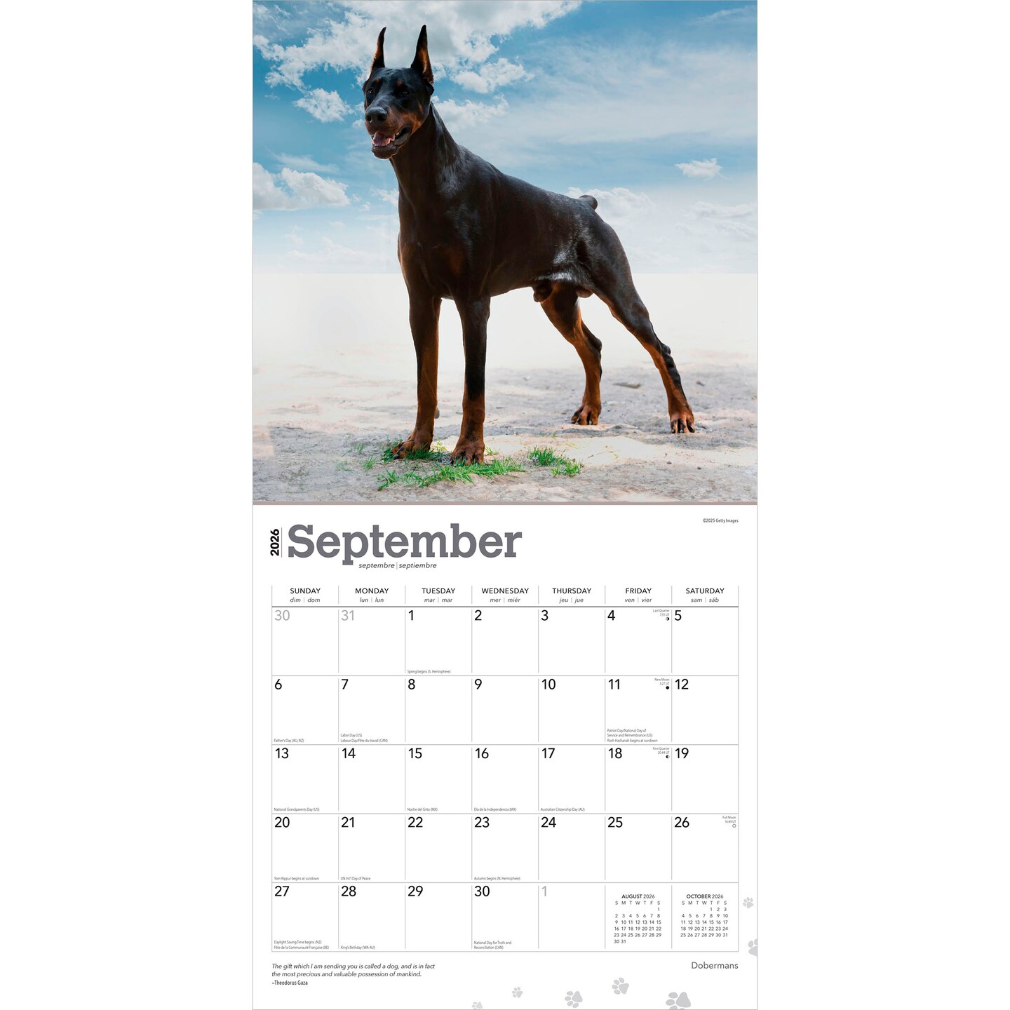 Dobermans | 2026 12 x 24 Inch (Hanging) Monthly Square Wall Calendar | Plastic-Free