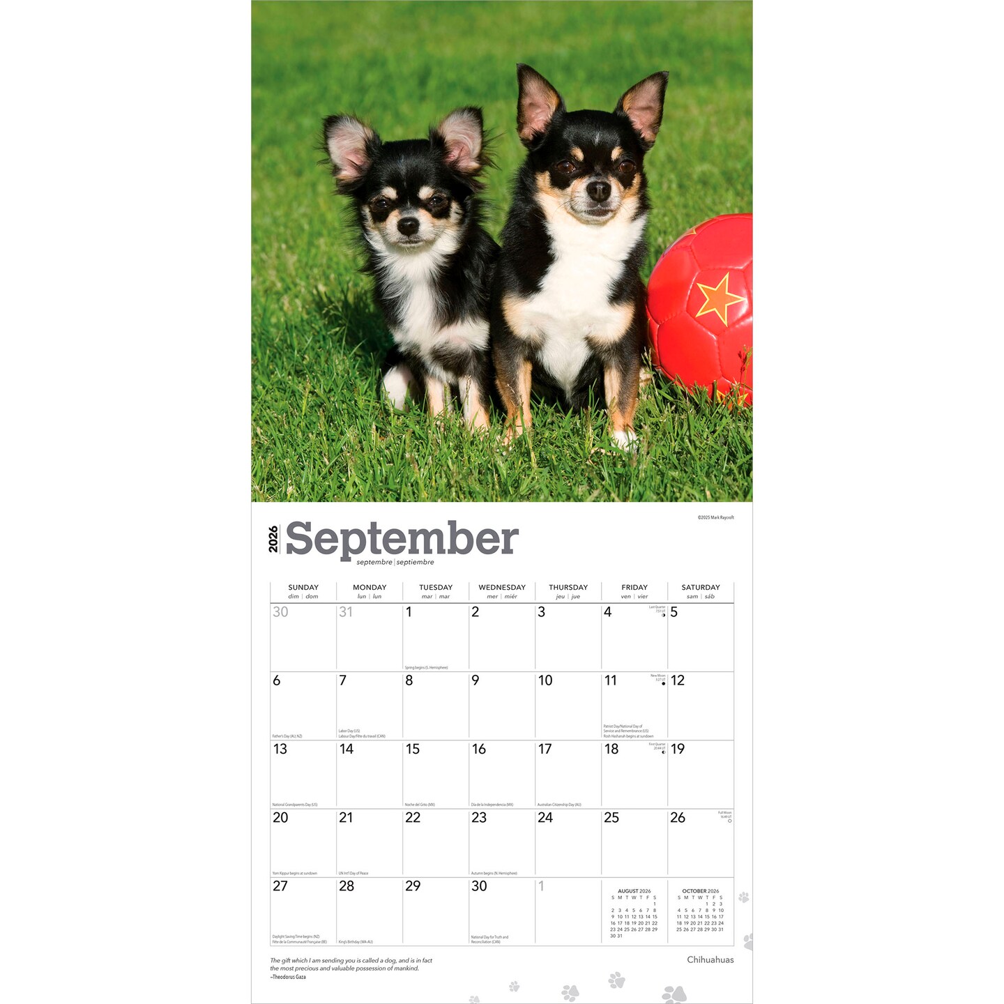 Chihuahuas | 2026 12 x 24 Inch (Hanging) Monthly Square Wall Calendar | Plastic-Free