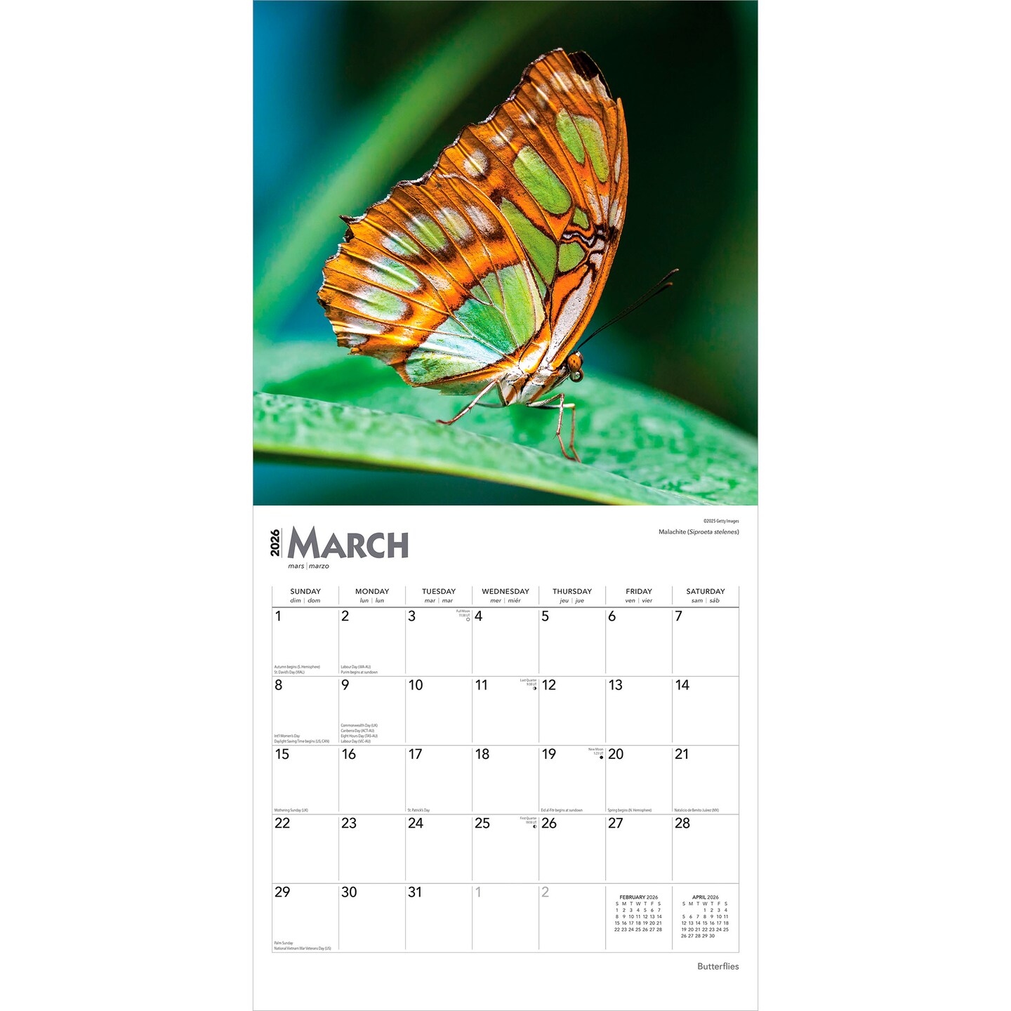 Butterflies | 2026 12 x 24 Inch (Hanging) Monthly Square Wall Calendar | Plastic-Free