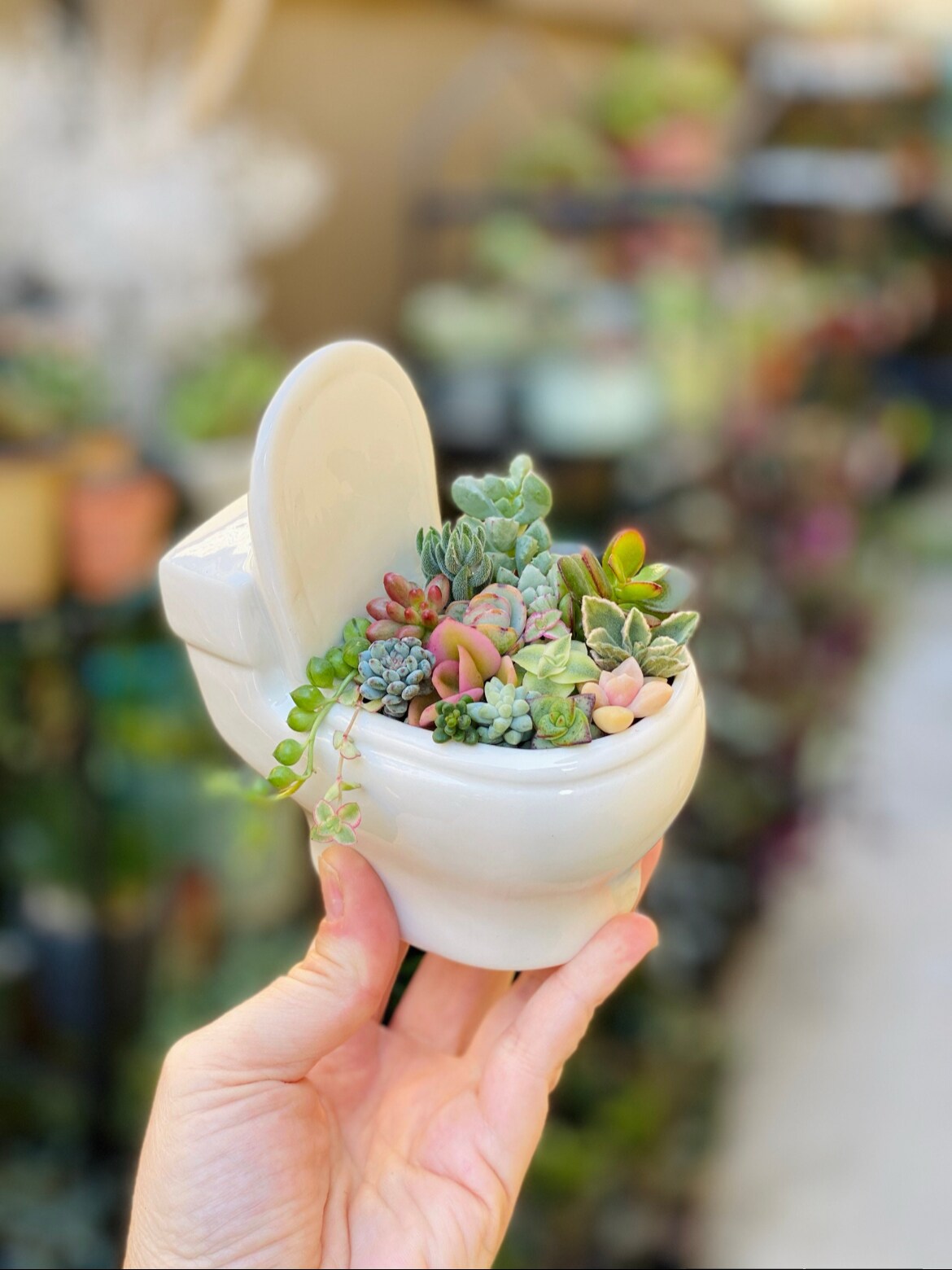 Ceramic Toilet Planter, Comes With A Assortment of Succulent Cuttings to Make  Your Own Planter, DIY, | MakerPlace by Michaels