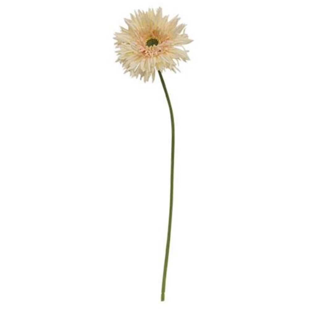 Gerbera Daisy Stem