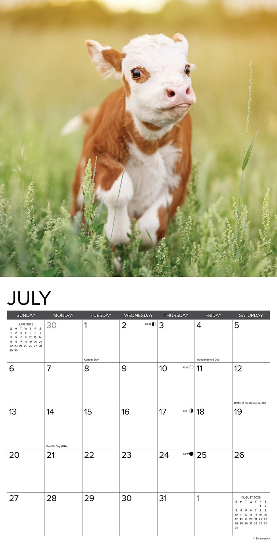 Cows 2025 Wall Calendar