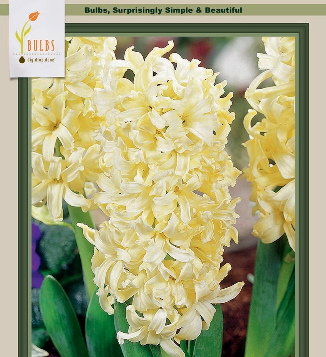 Gypsy Princess Hyacinth - 5 Bulbs - 15/16 cm Bulbs