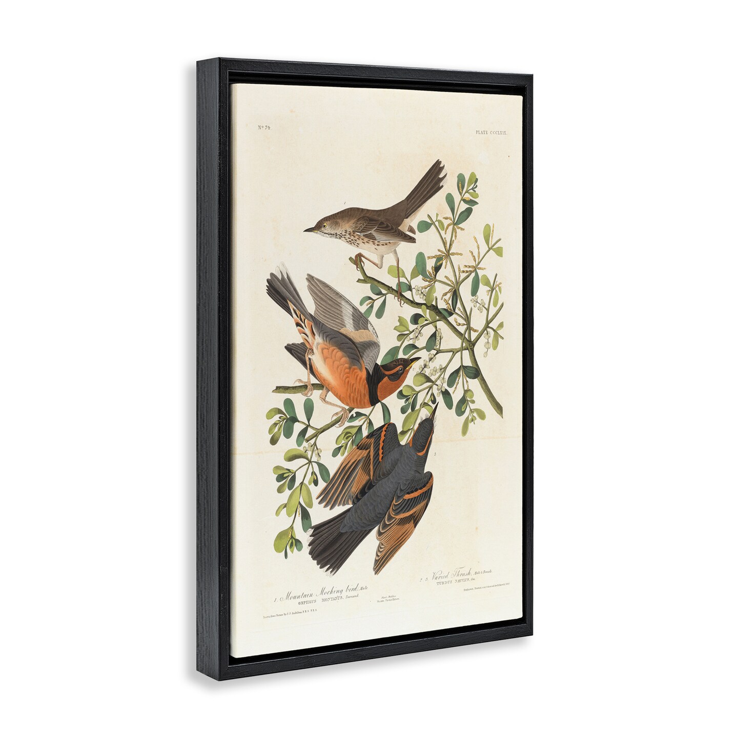 Stupell Industries Classic Audubon Bird Study Framed Floater Canvas Wall Art Design by one1000paintings