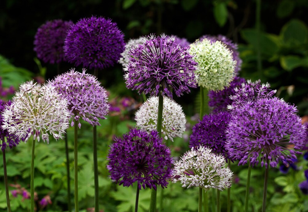 Wild About Allium Mix 8 Bulbs - Easy! - Topsize Bulbs - Value Pack