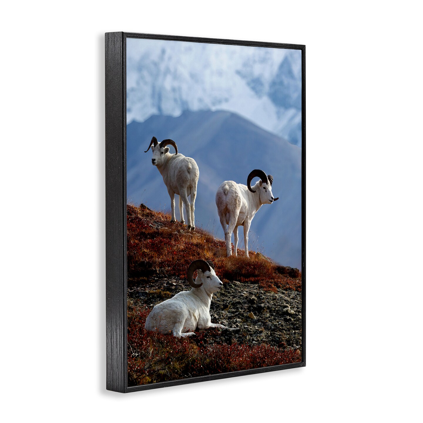 Stupell Industries Dall Sheep on Cliff Framed Giclee Wall Art Design by Shane Lamb