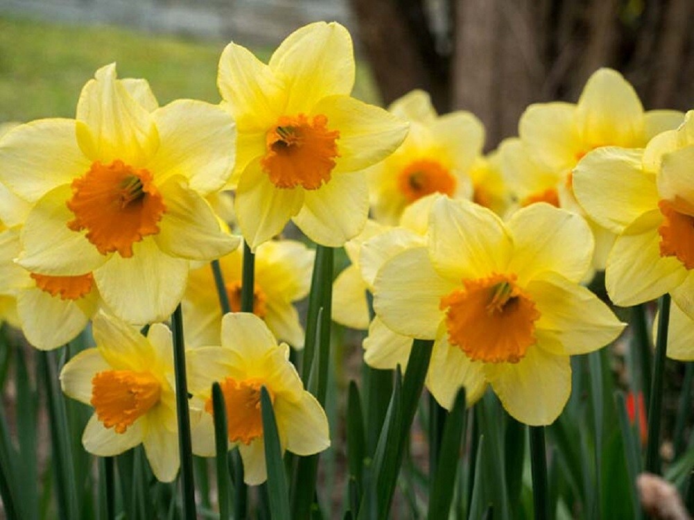 Fortune Large Cupped Trumpet Daffodil/Narcissus - 8 Bulbs - 14/16cm Bulbs