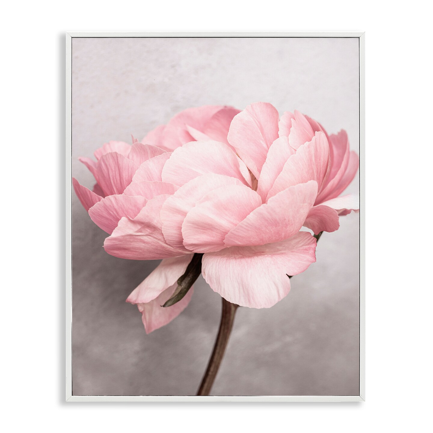 Stupell Industries Blooming Vintage Peony Framed Giclee Wall Art Design by Sisi and Seb