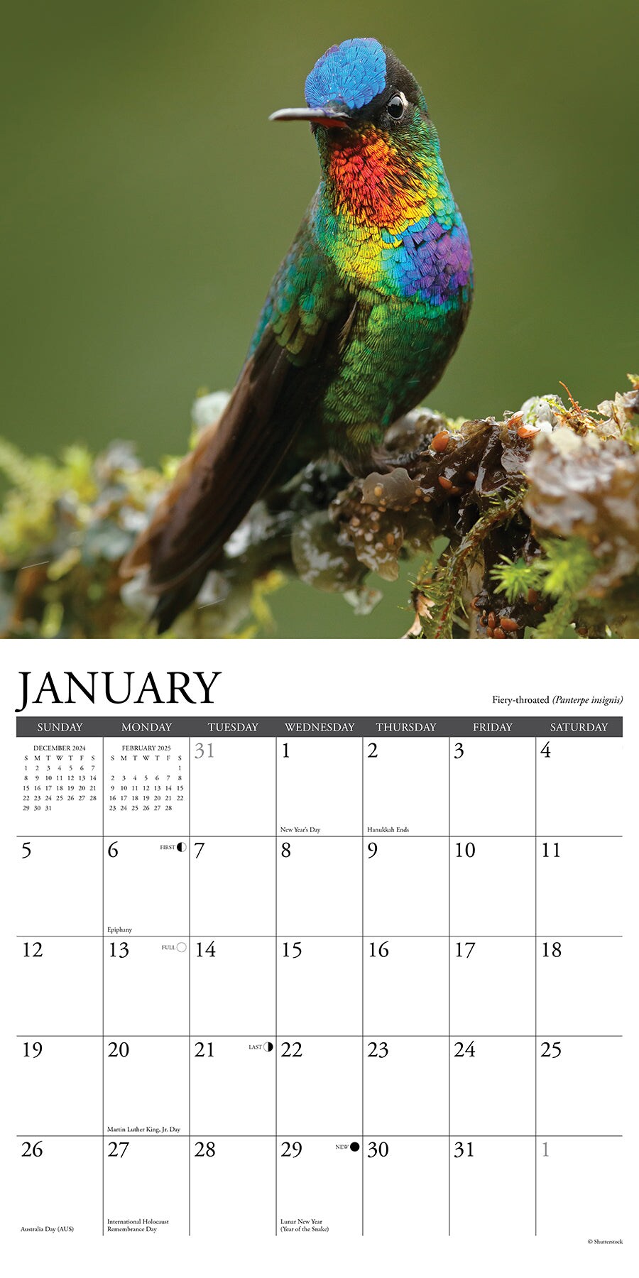 Hummingbirds 2025 Wall Calendar