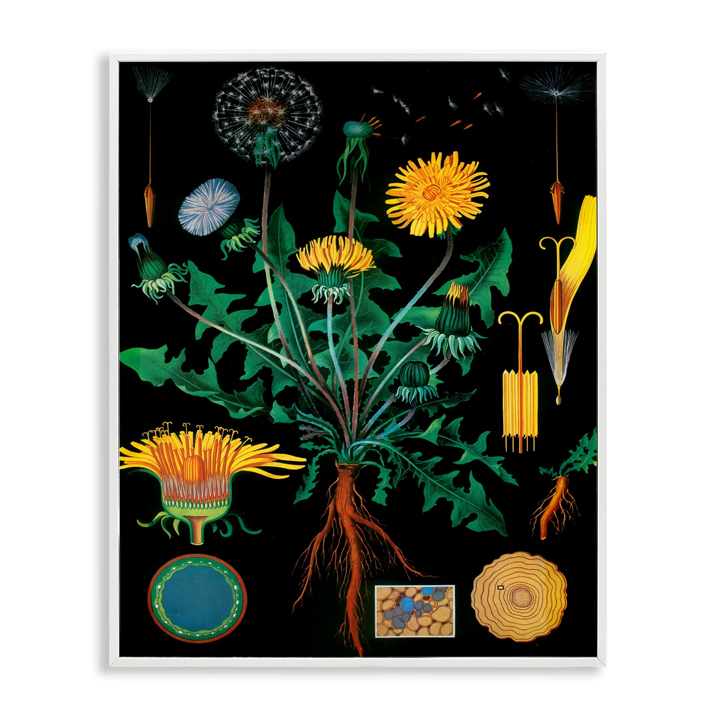 Stupell Industries Dandelion Botanical Illustration Framed Giclee, design by Vintage Hustle