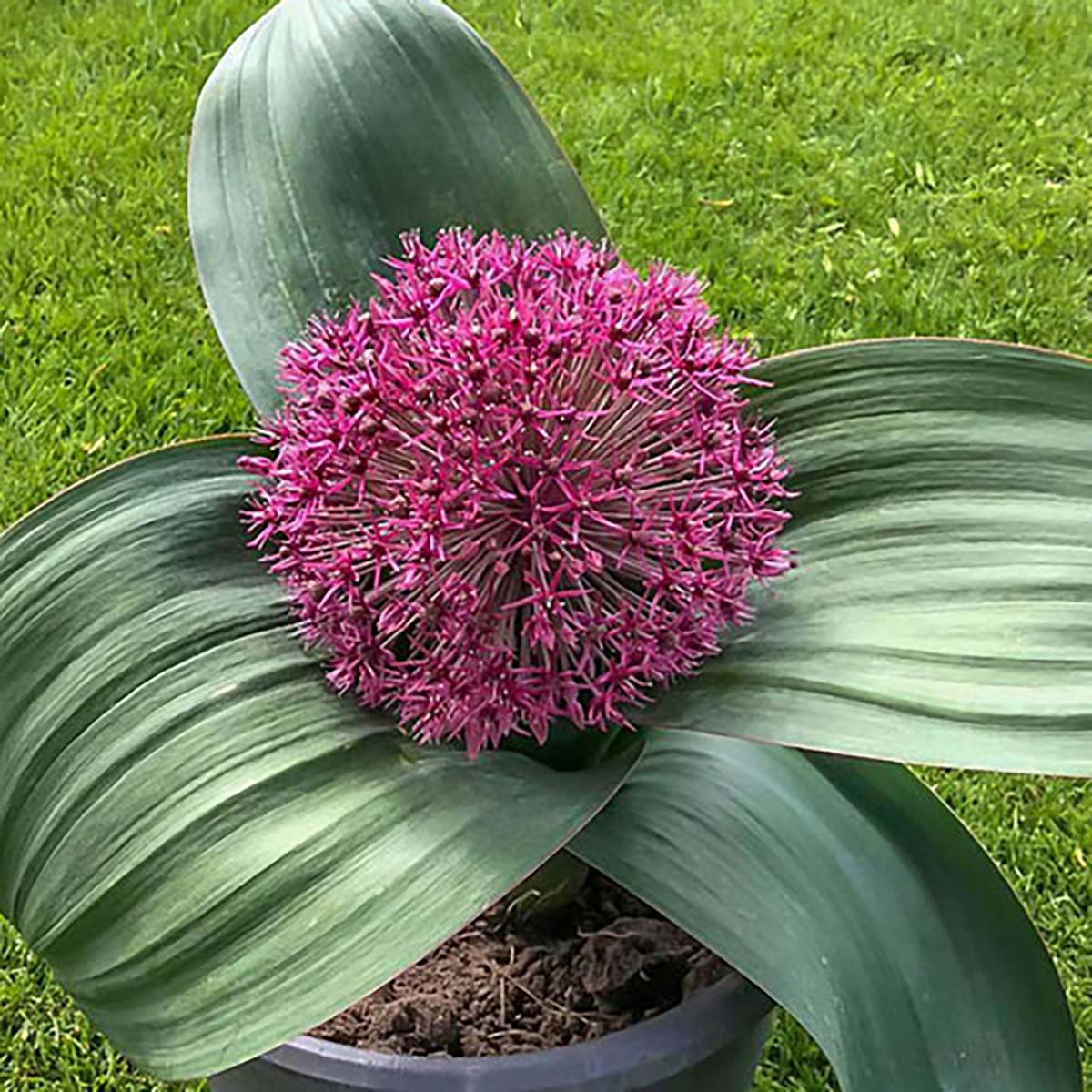 Red Giant Star Allium 8 Bulbs - 12/14 cm Bulbs - New