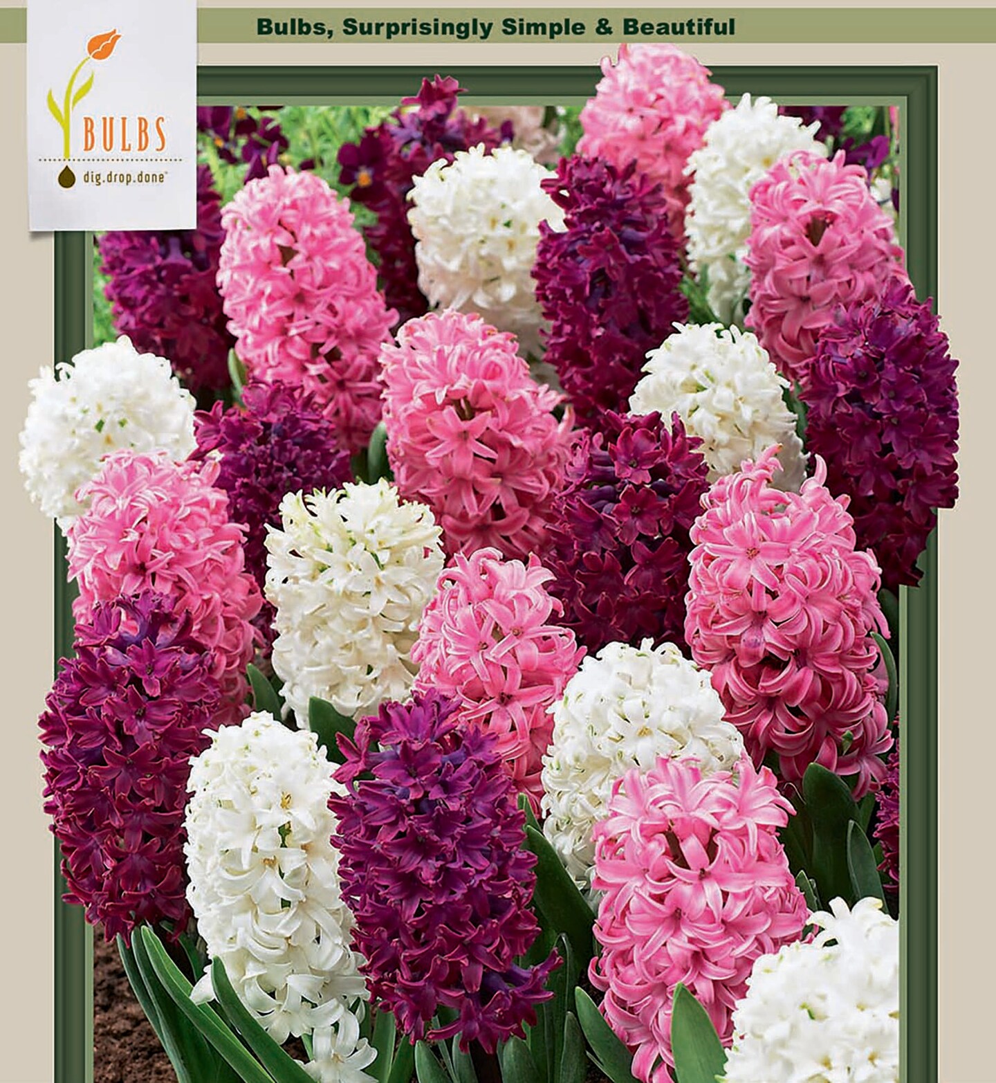 Valentine Mix Hyacinth 12 Bulbs - Super Value - Fragrant - 15/16 cm Bulbs