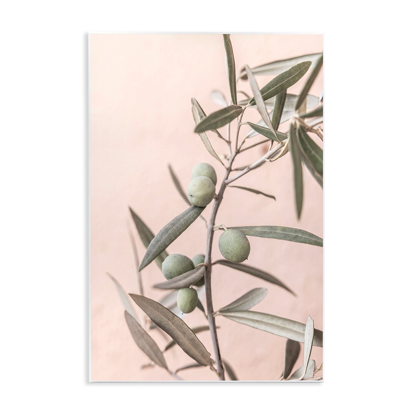 Stupell Industries Spanish Olive Branch Wall Plaque Art Design by Sisi and Seb