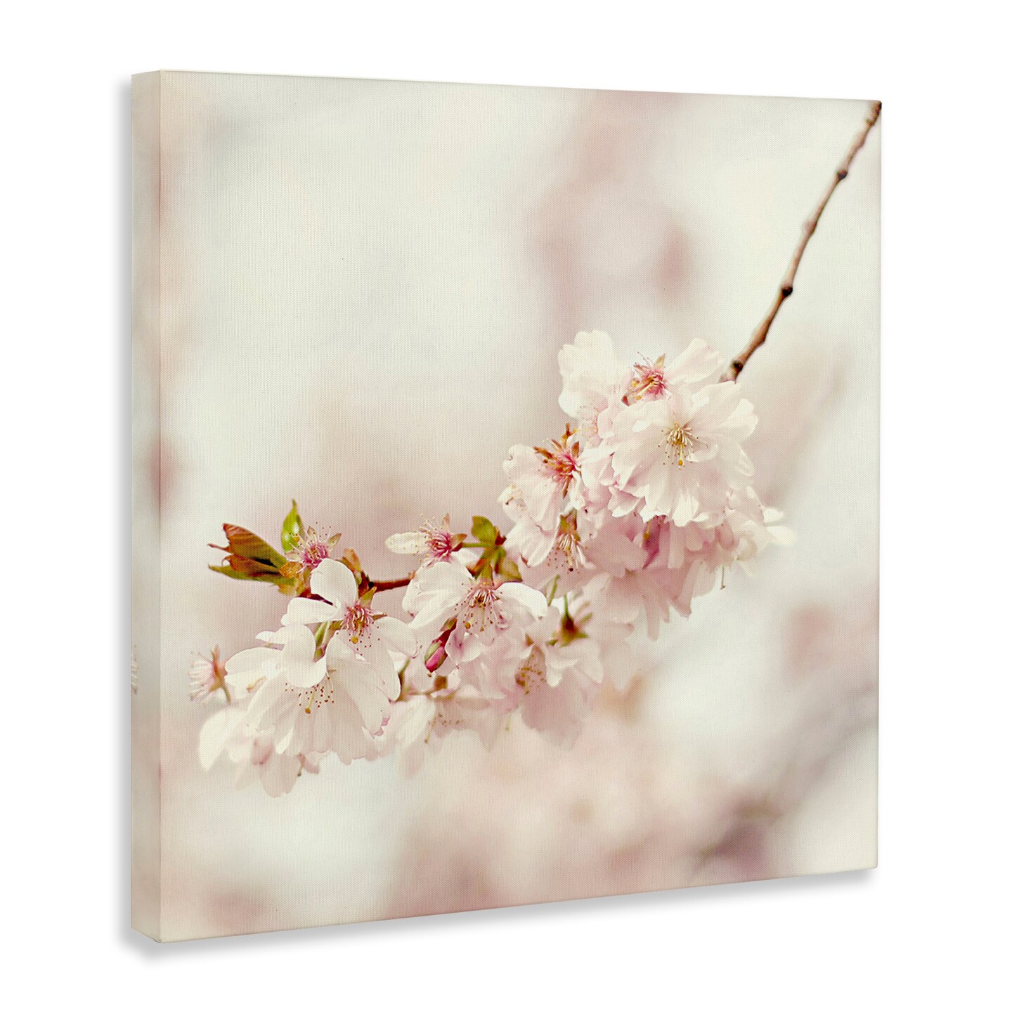 Stupell Industries Delicate Cherry Blossom Canvas Wall Art Design by Sarah Gardner