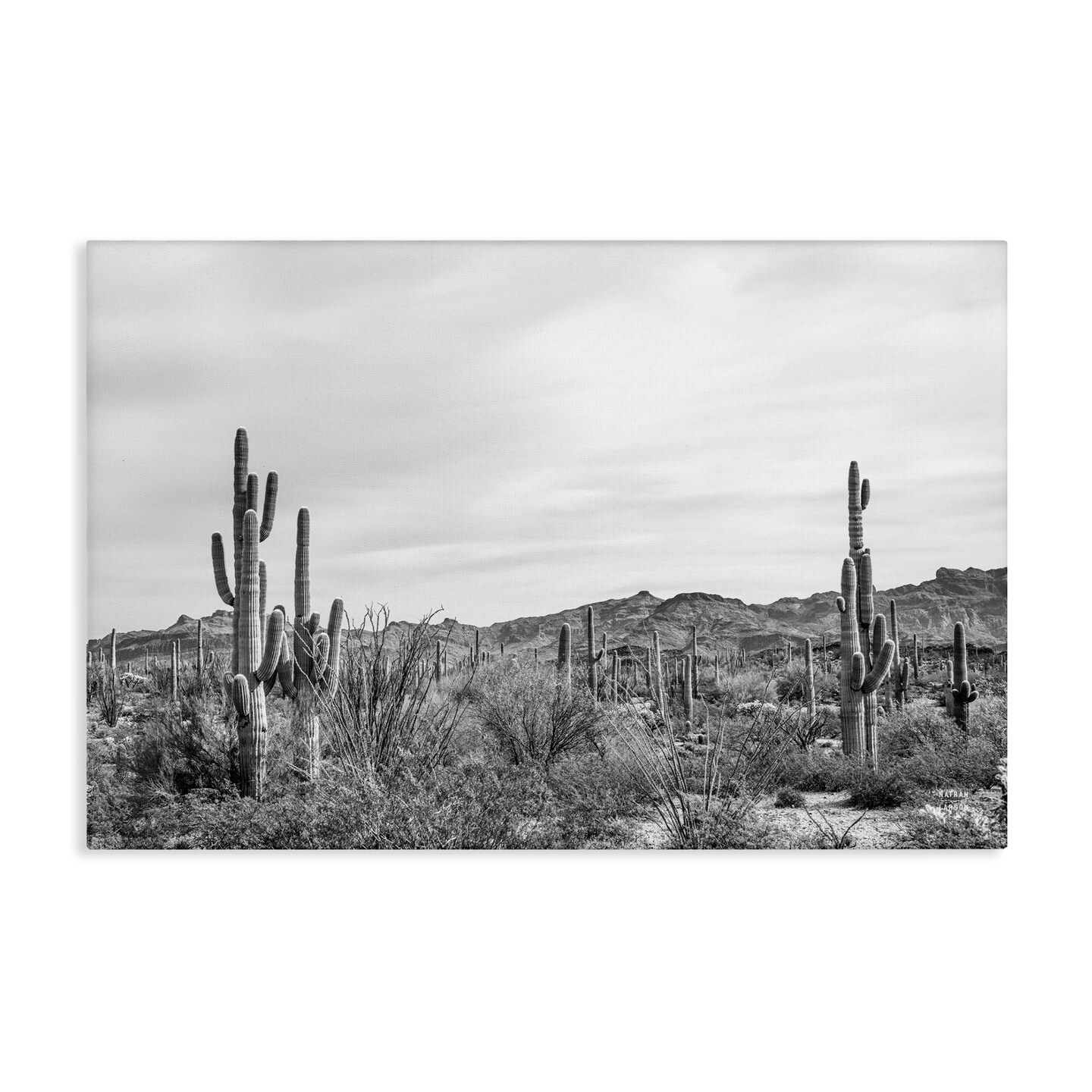Stupell Industries Sonoran Desert Wonderland Canvas Wall Art Design by Nathan Larson