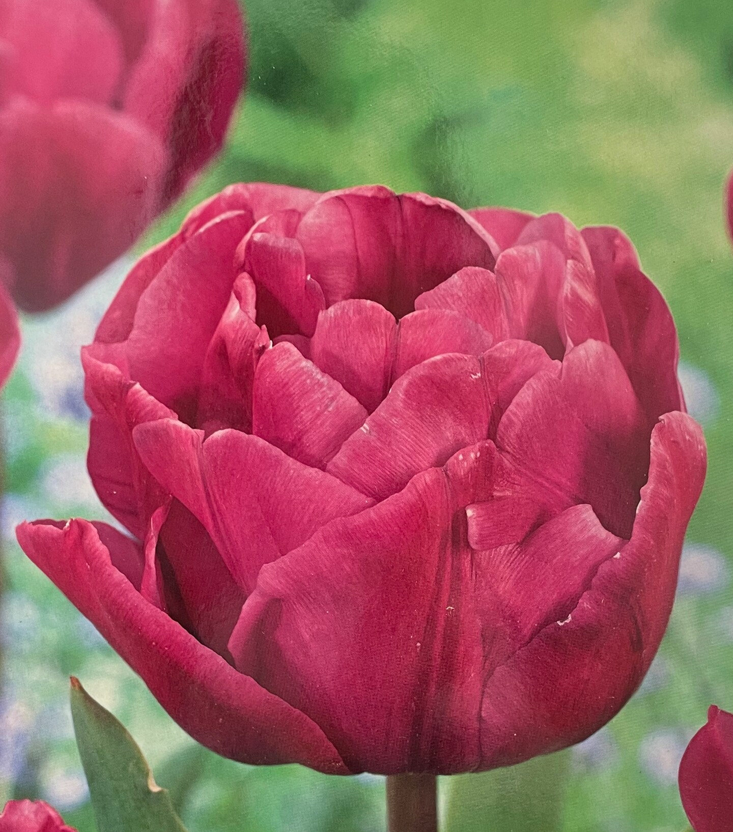 Backpacker Double Late Peony Tulip 6 Bulbs - 12/+cm Bulbs
