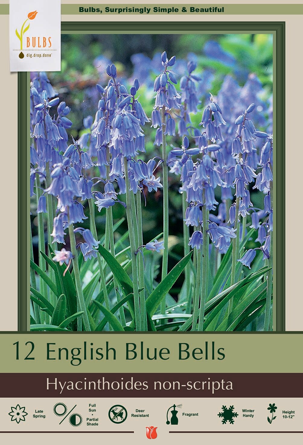 English Blue Bells 12 Bulbs - Hyacinthoides - Heirloom - 6/+ cm Bulbs