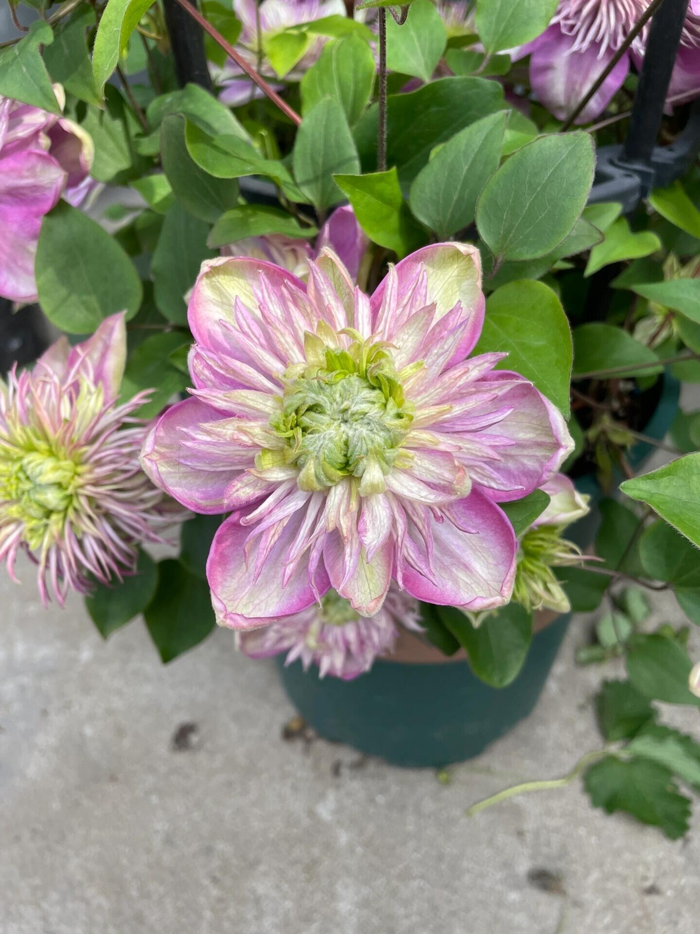 Japanese Clematis 'Kaiser' -12P Live Plant| Dahlia Like| Color