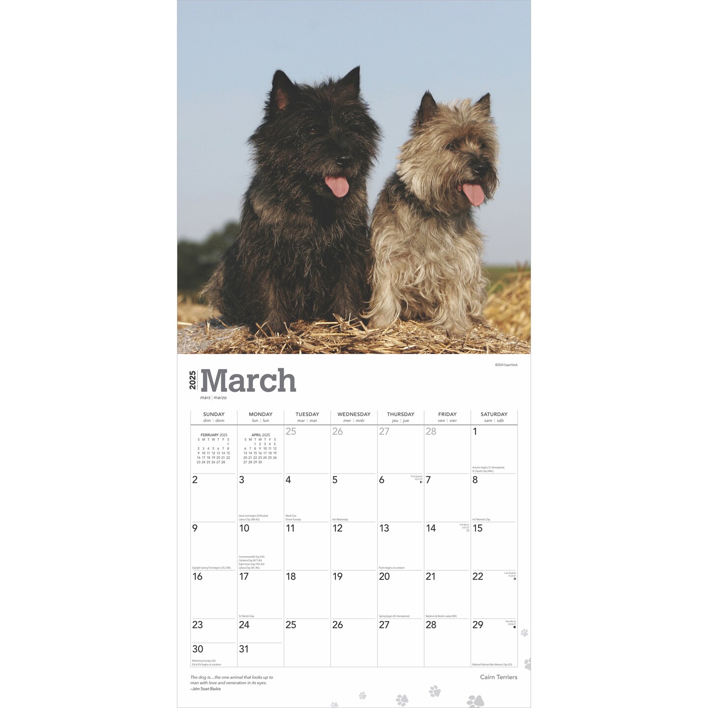Cairn Terriers | 2025 12 x 24 Inch Monthly Square Wall Calendar | Plastic-Free | BrownTrout | Animals Dog Breeds