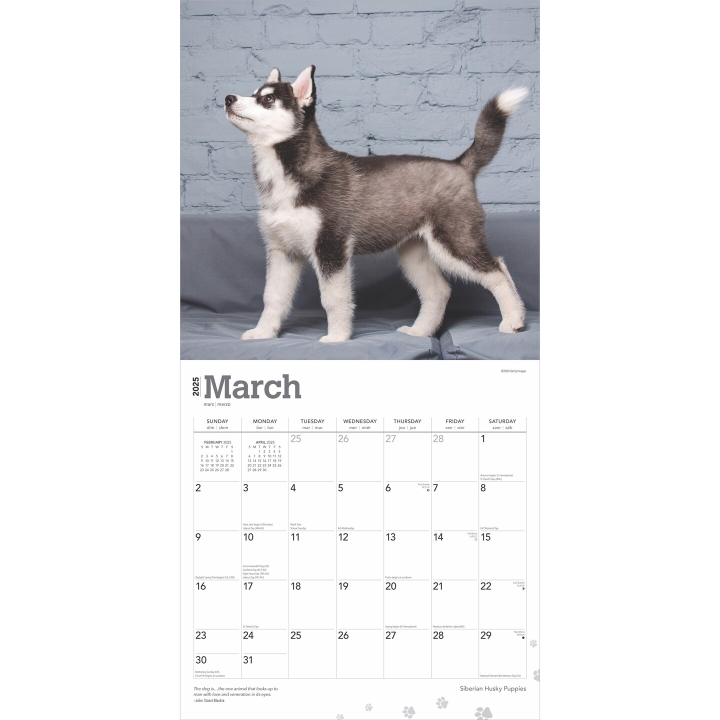 Siberian Husky Puppies | 2025 12 x 24 Inch Monthly Square Wall Calendar | Plastic-Free | BrownTrout | Animal Dog Breeds