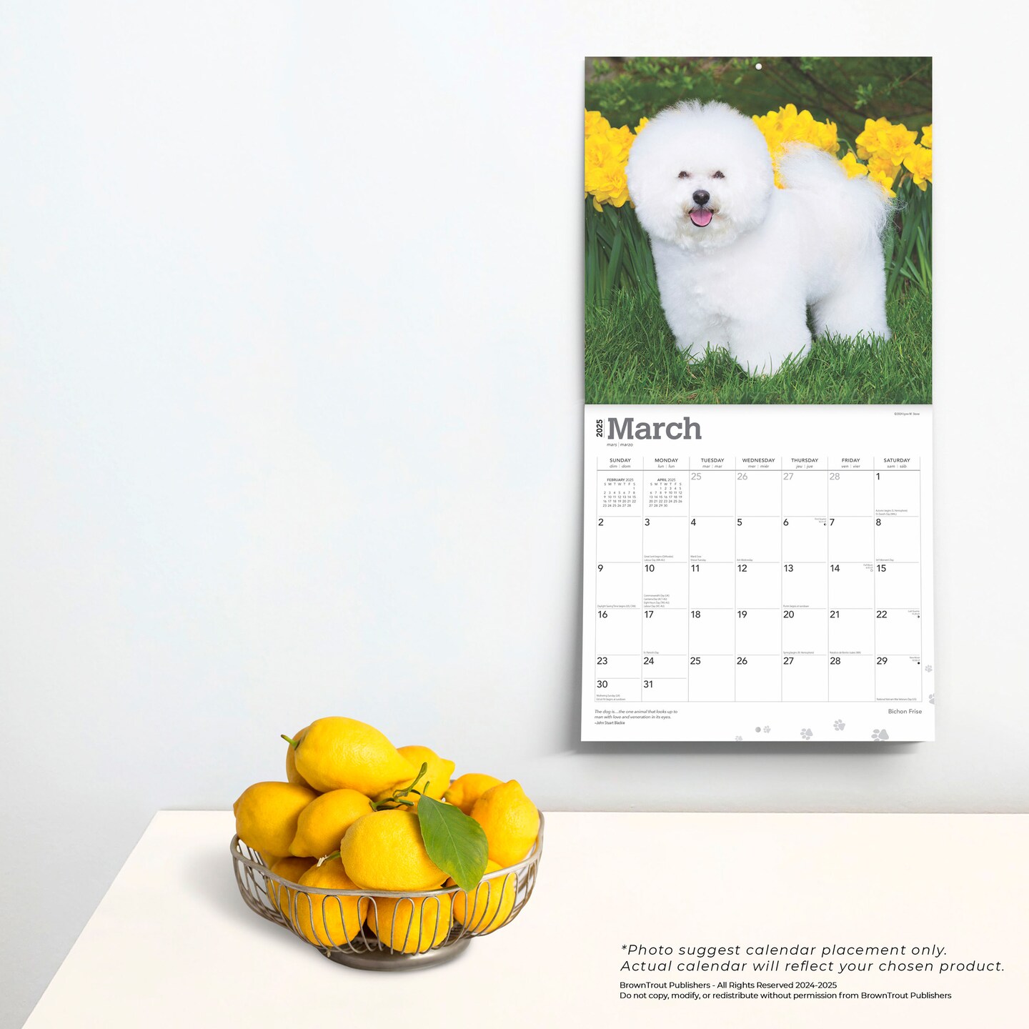 Bichon Frise | 2025 12 x 24 Inch Monthly Square Wall Calendar | Plastic-Free | BrownTrout | Animals Dog Breeds