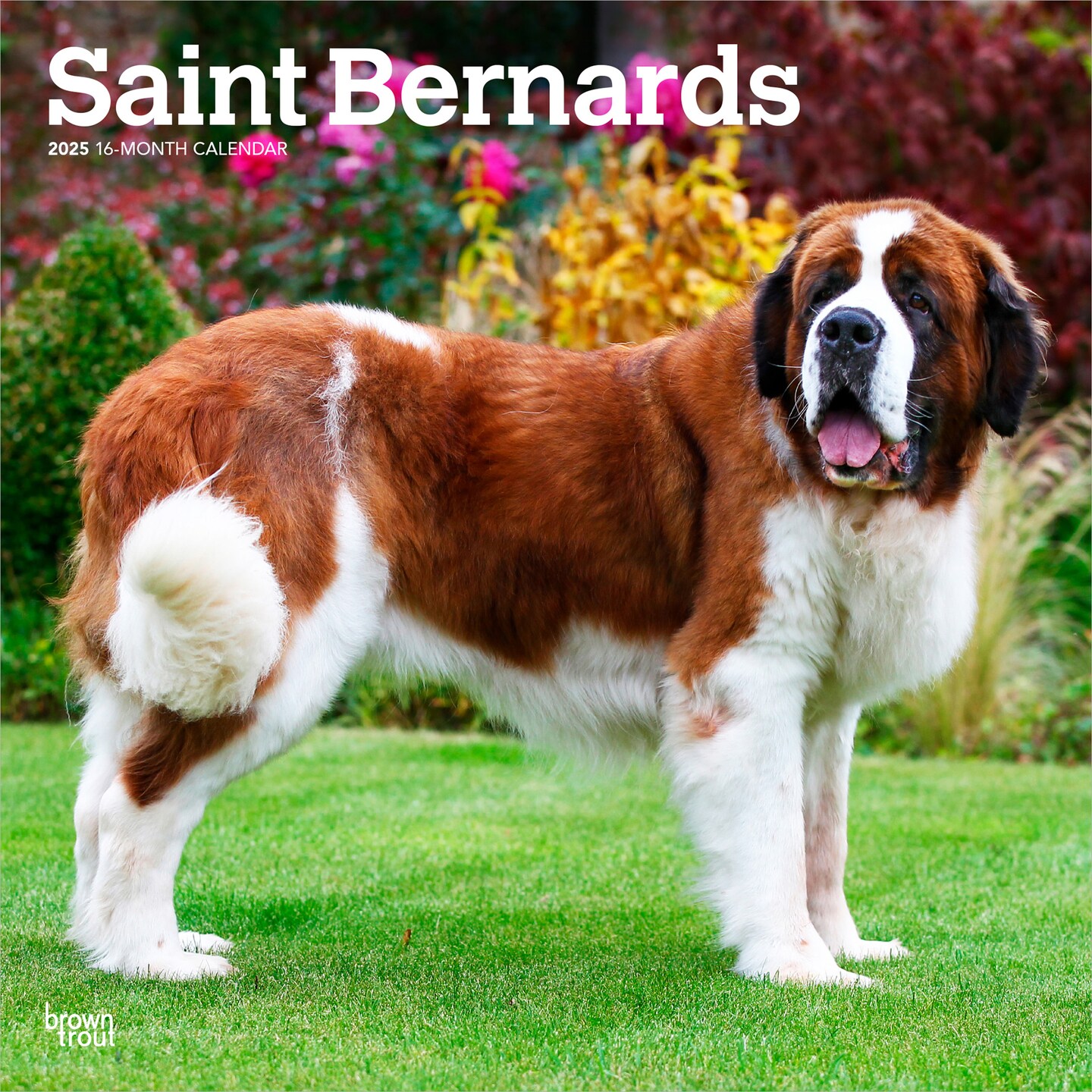 Saint Bernards | 2025 12 x 24 Inch Monthly Square Wall Calendar | Plastic-Free | BrownTrout | Animals Dog Breeds