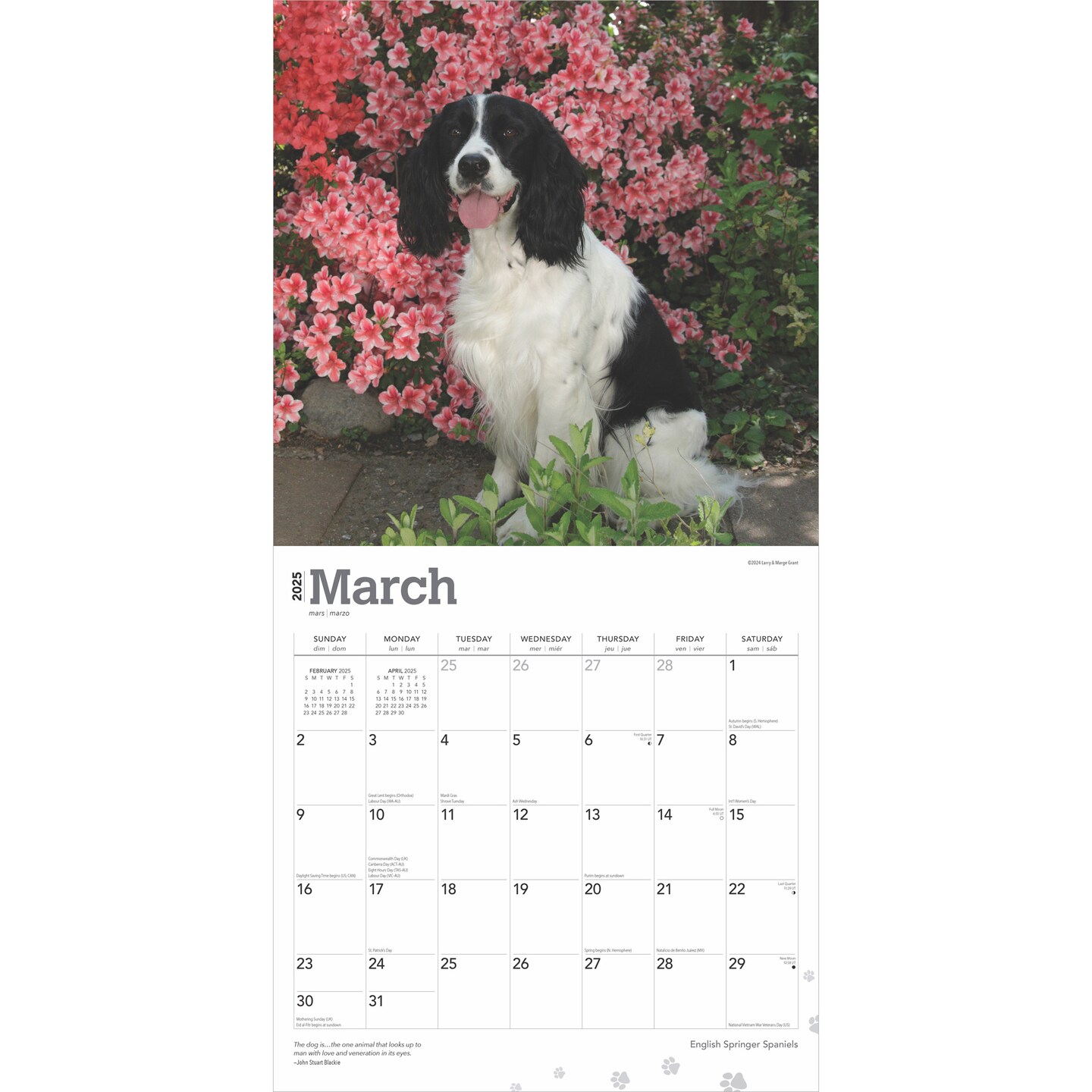 English Springer Spaniels | 2025 12 x 24 Inch Monthly Square Wall Calendar | Plastic-Free | BrownTrout | Animals Dog Breeds