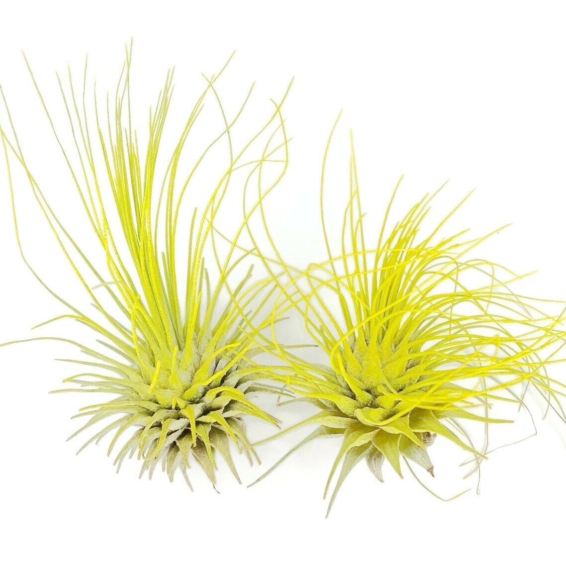 Buy 1 Get 1 FREE Yellow THIN Argentina Air Plant Guatemala Tillandsia, Air  Plant Gift, Airplants, Terrarium Plants, Enhanced Air Plants | MakerPlace  by Michaels